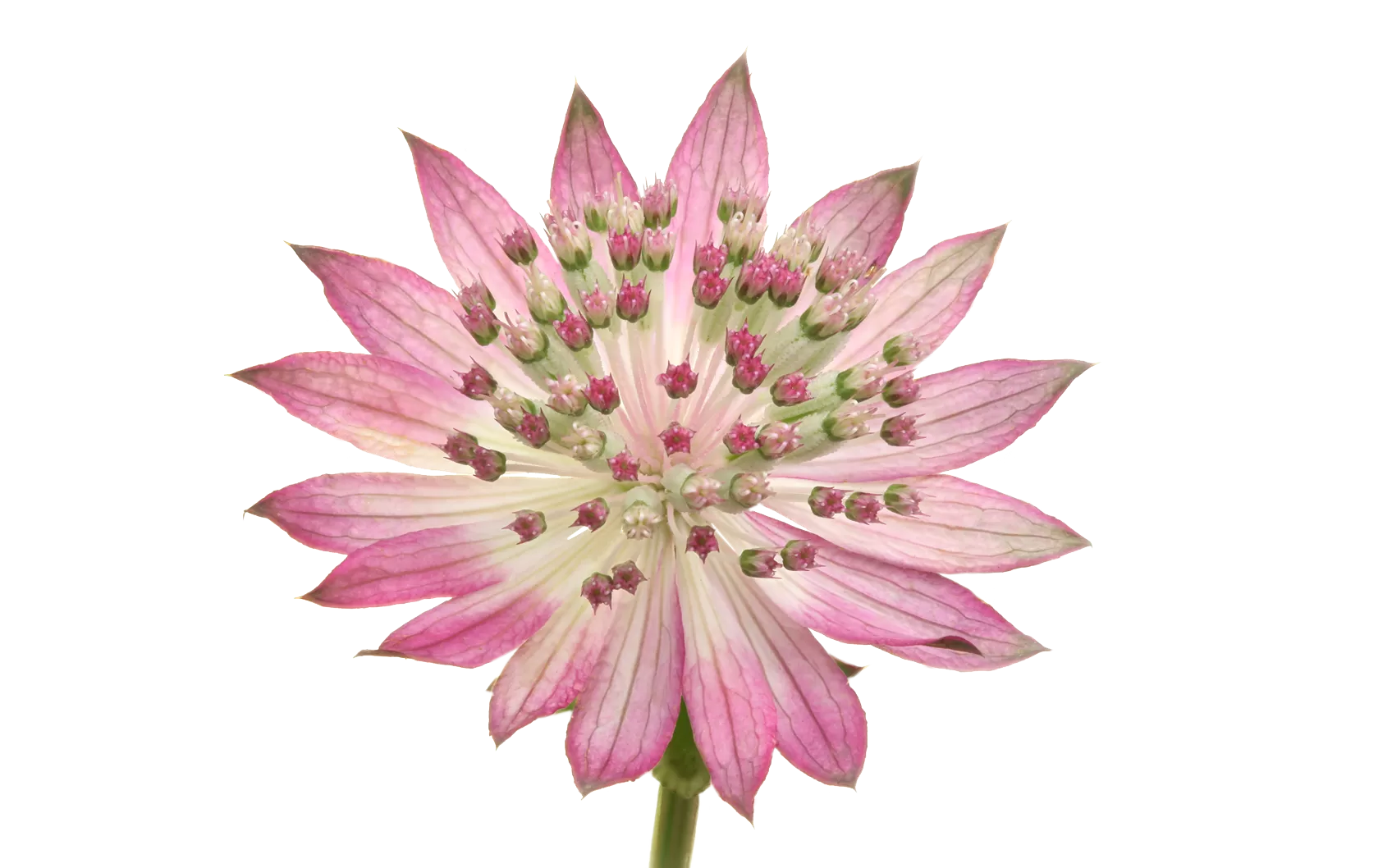 Astrantia Roma®