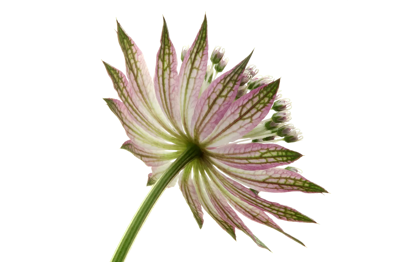 Astrantia Star® of Africa