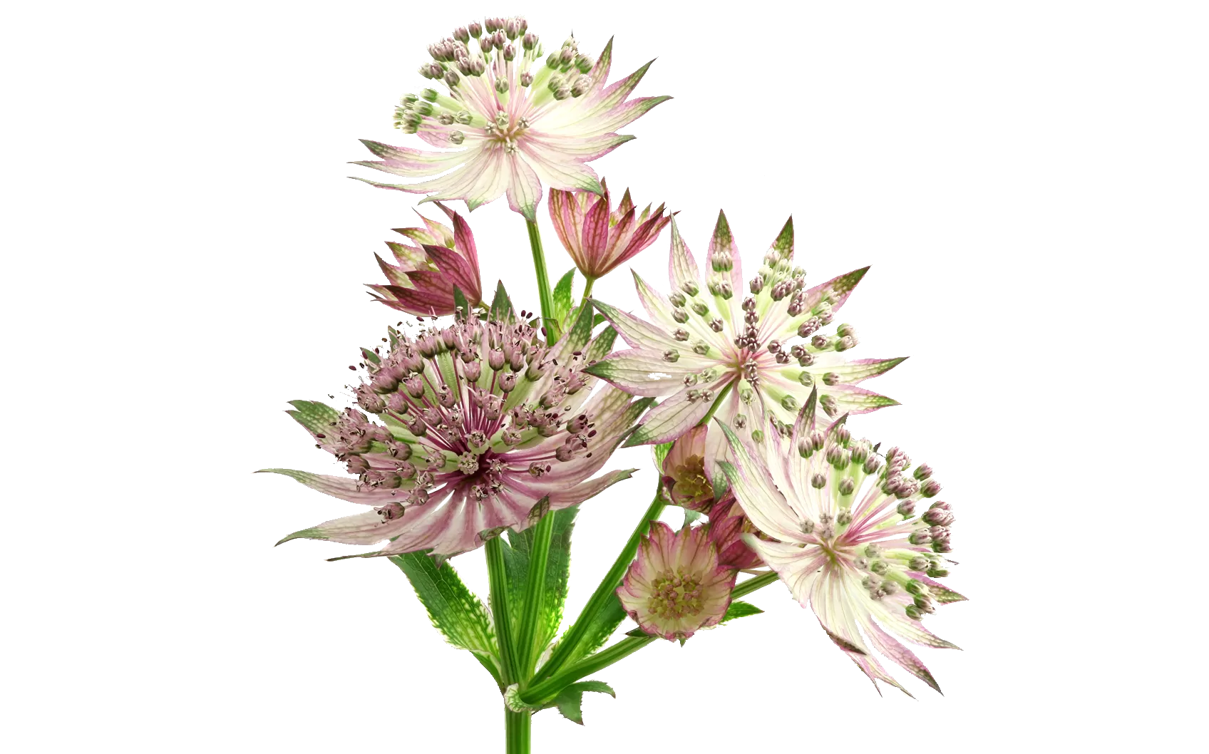 Astrantia Star® of Africa