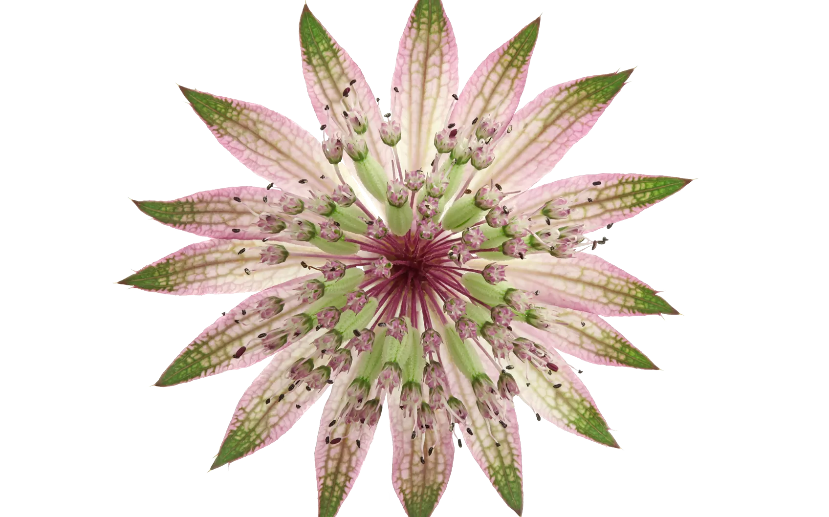 Astrantia Star® of Africa