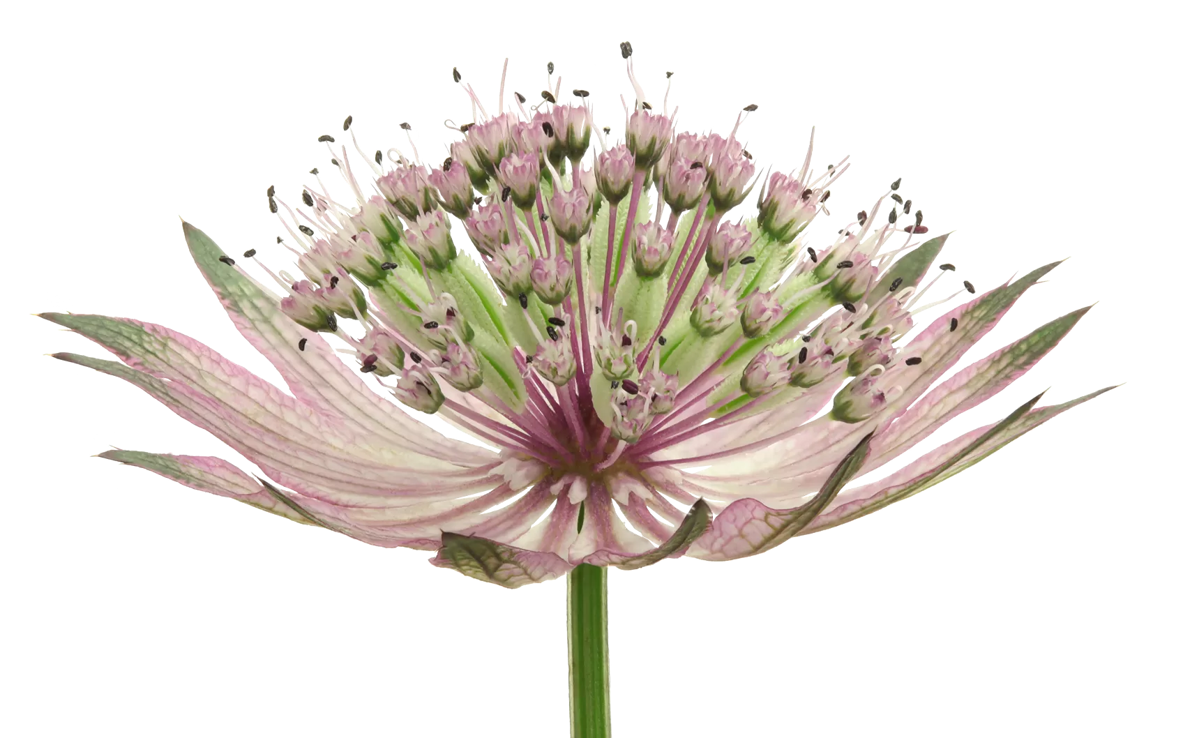 Astrantia Star® of Africa