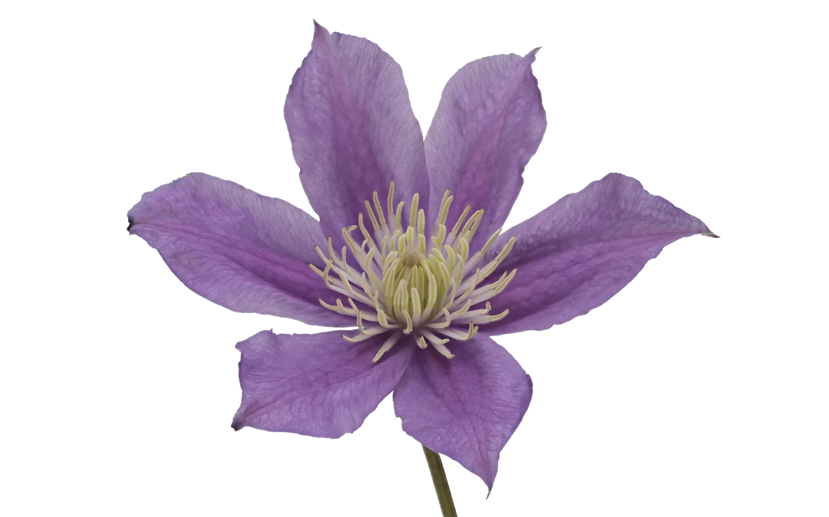 Clematis Amazing® Sofia