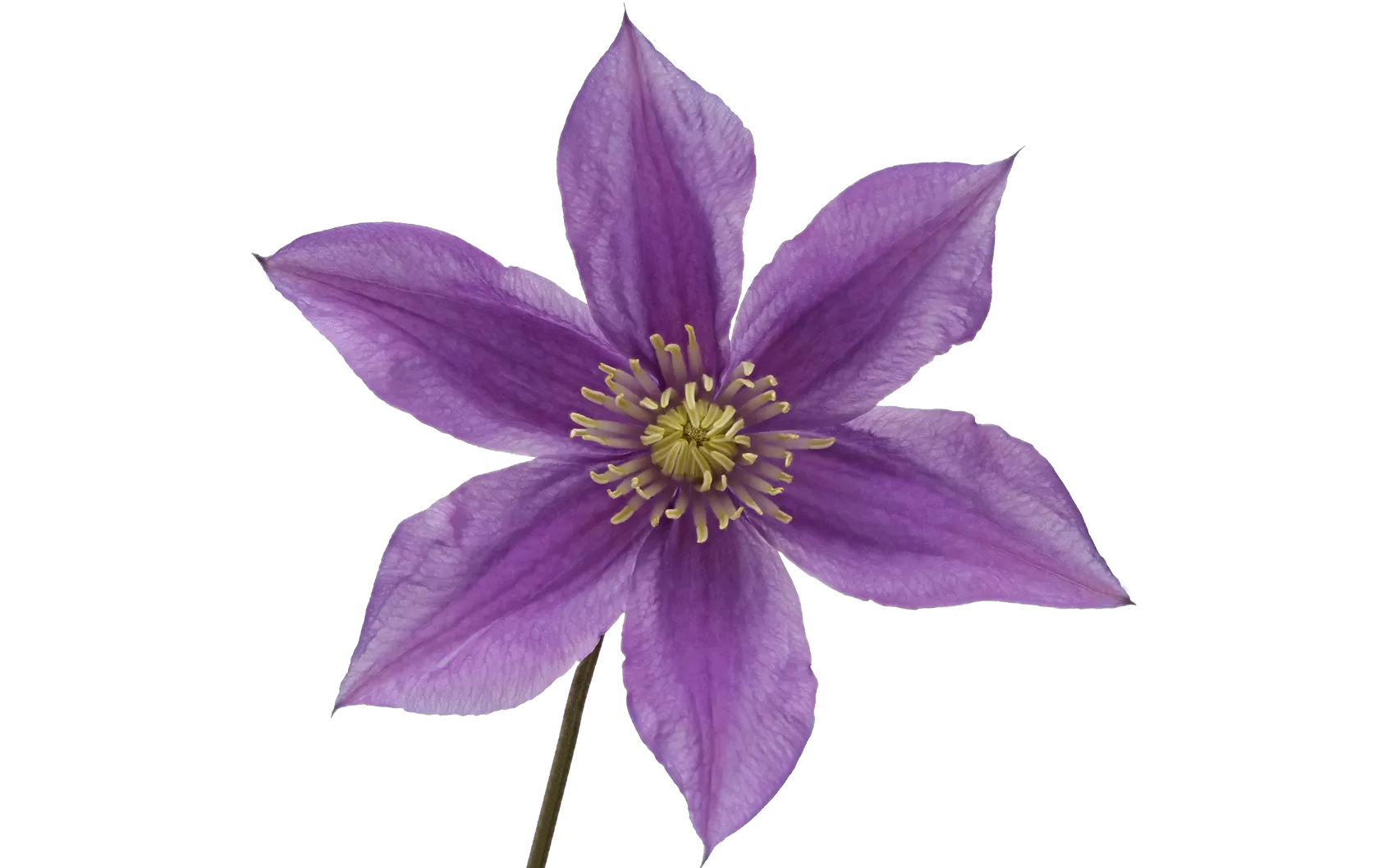 Clematis Amazing® Sofia