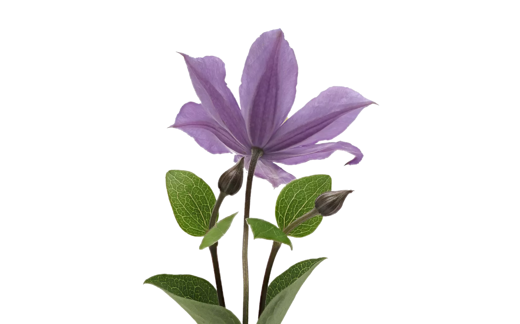 Clematis Amazing® Sofia
