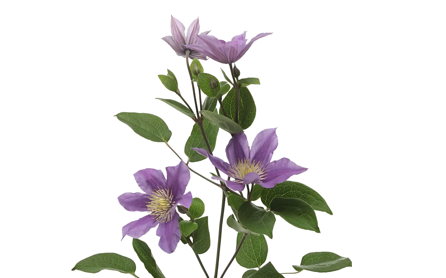 Clematis Amazing® Sofia