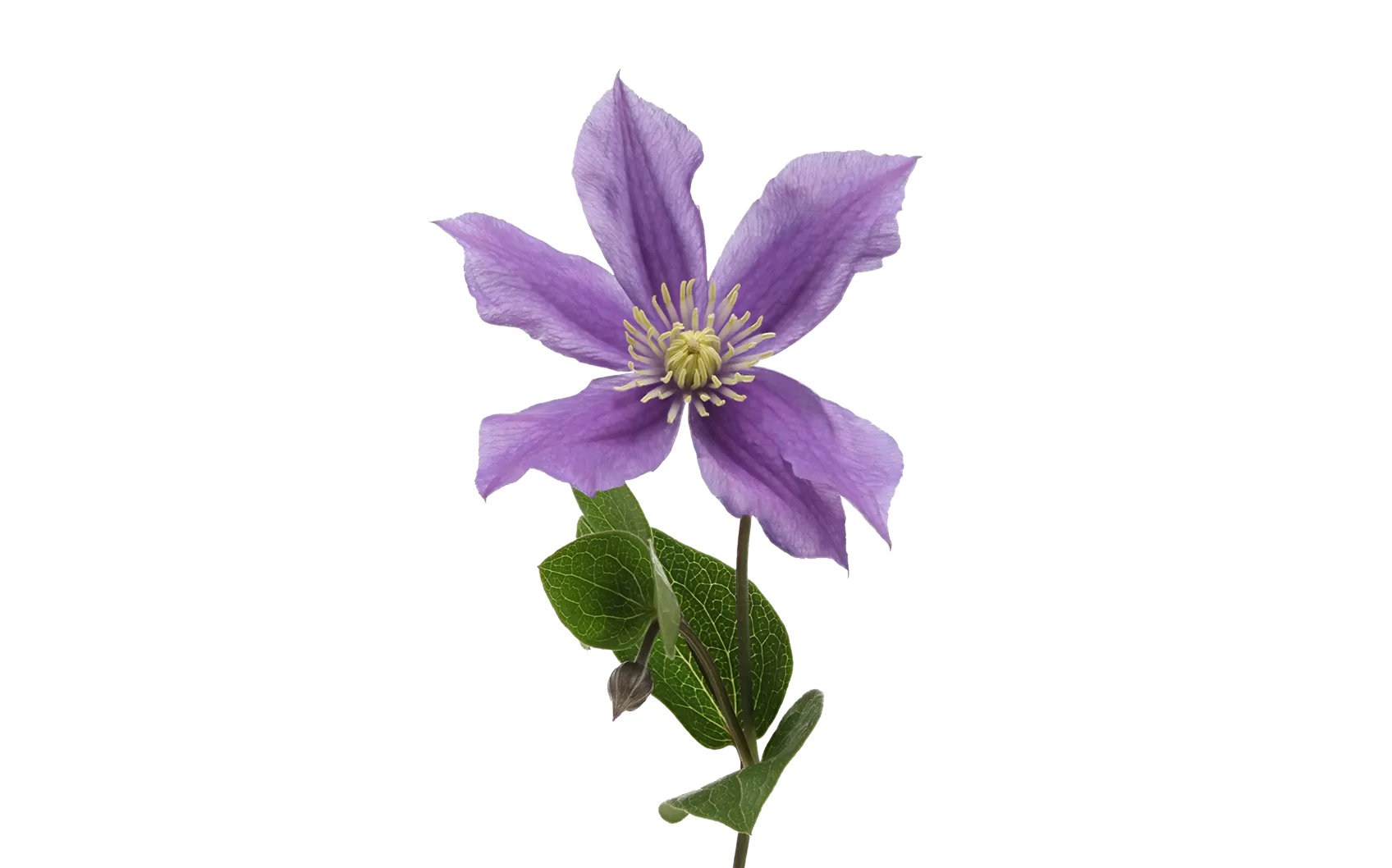 Clematis Amazing® Sofia