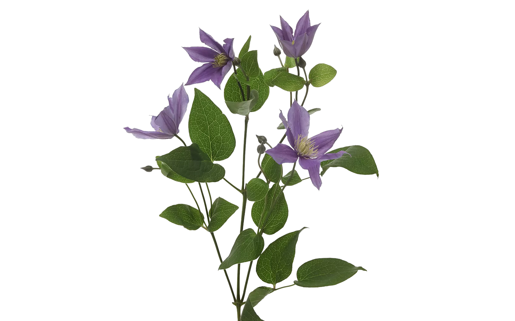 Clematis Amazing® Sofia