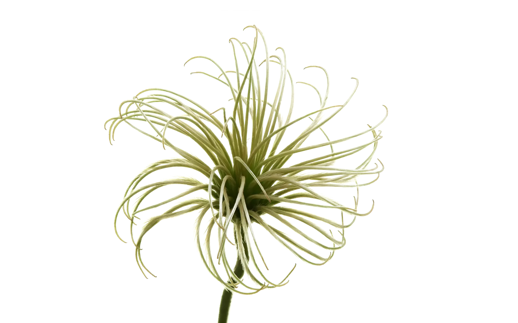 Clematis Amazing® Kibo