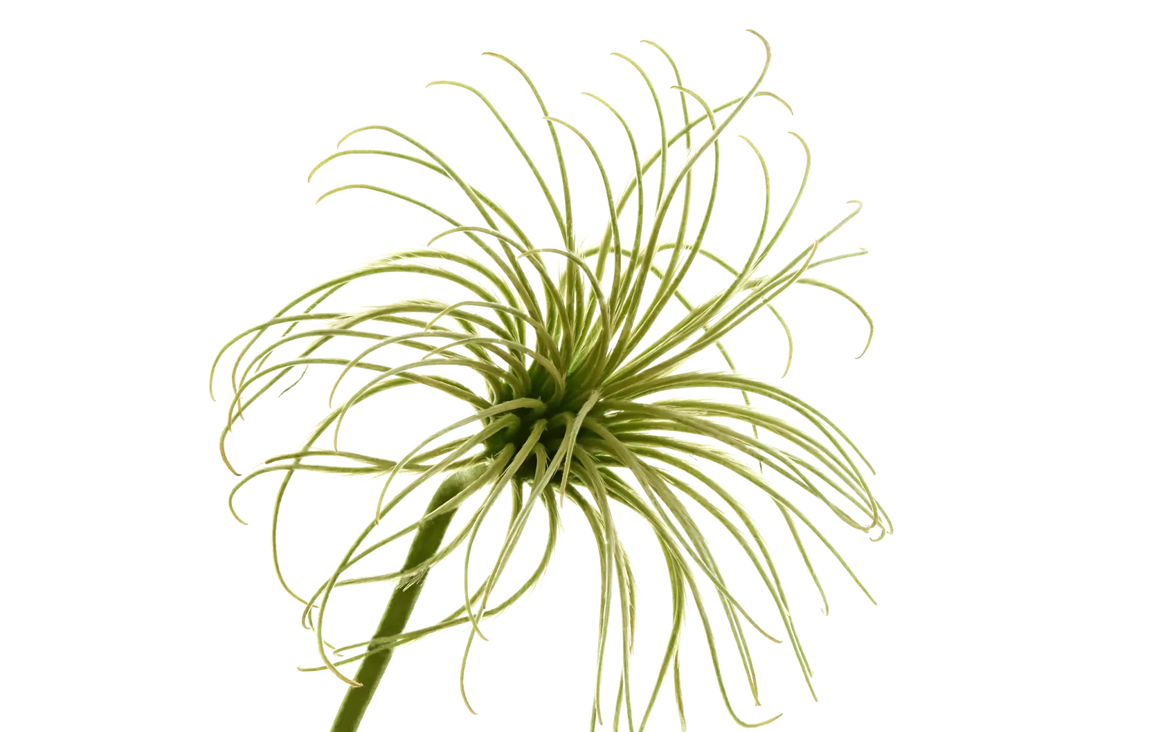 Clematis Amazing® Kibo