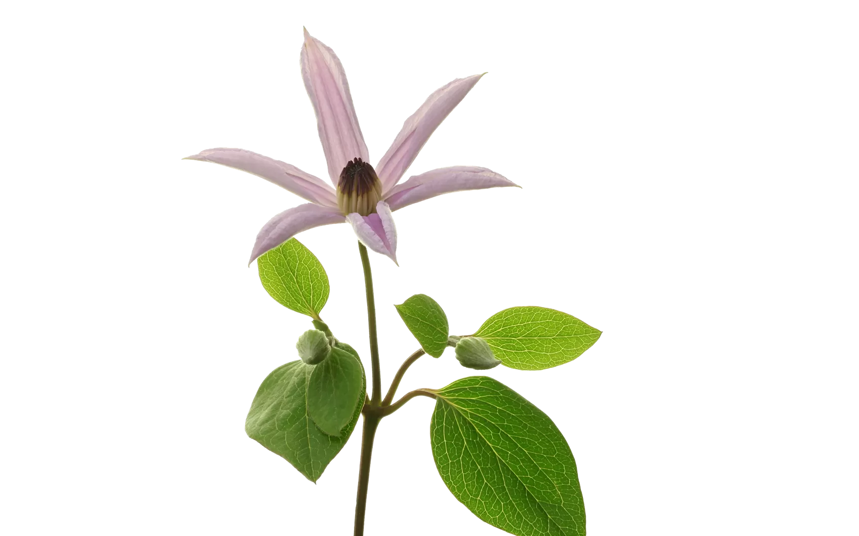 Clematis Amazing® Miami