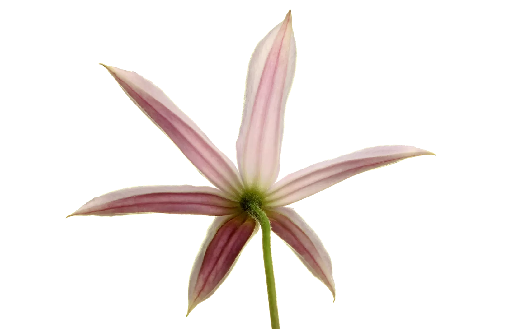 Clematis Amazing® Miami