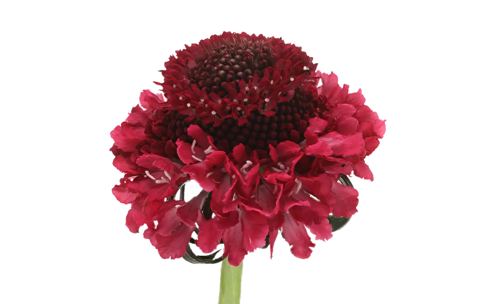 Scabiosa Dark Cherry Scoop®