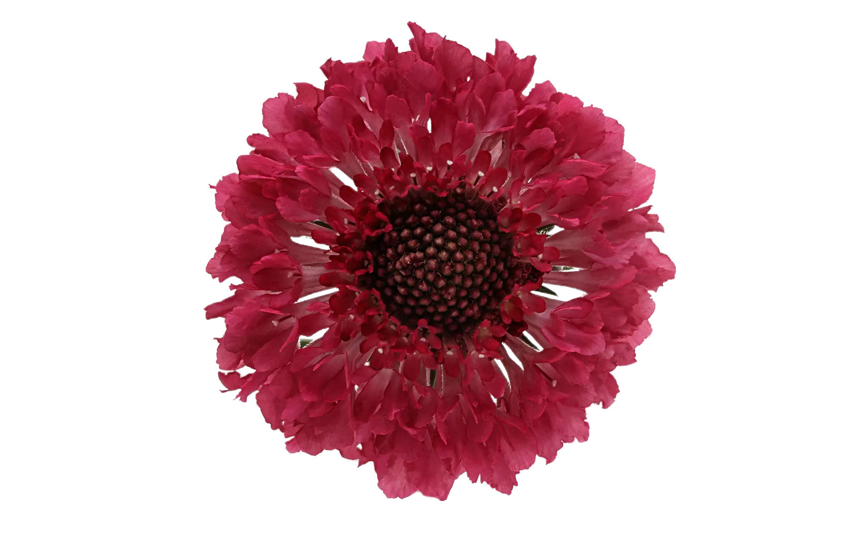 Scabiosa Dark Cherry Scoop®