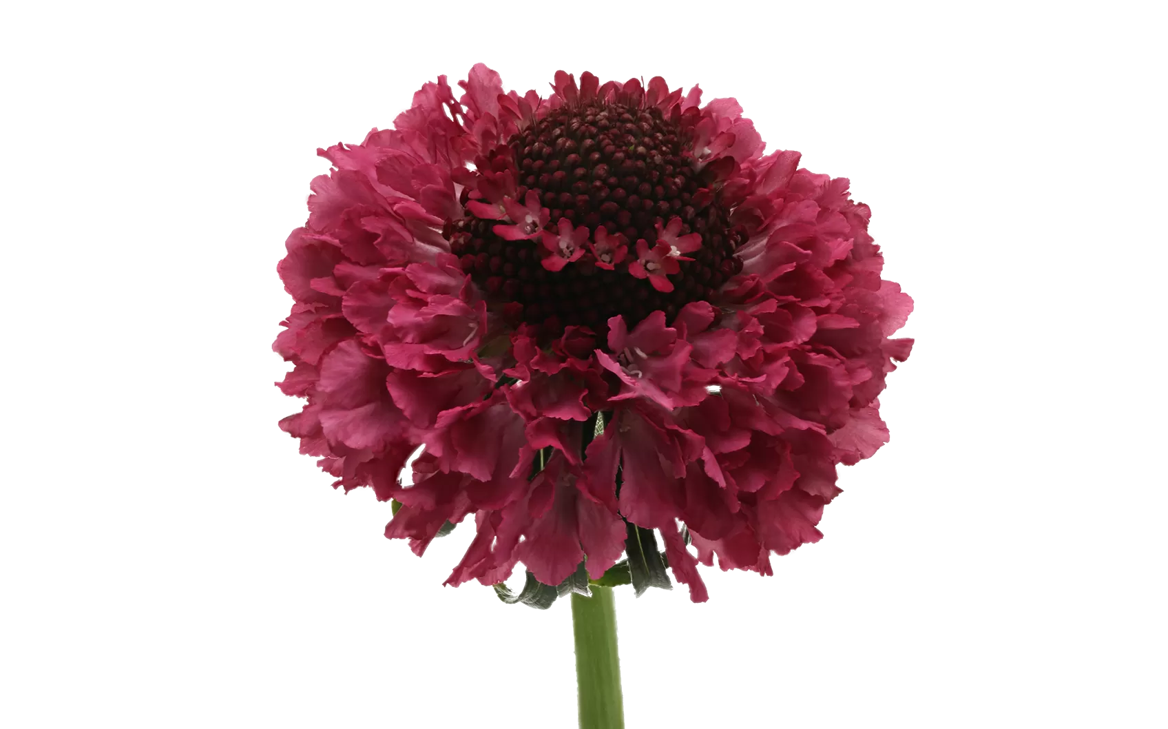 Scabiosa Dark Cherry Scoop®