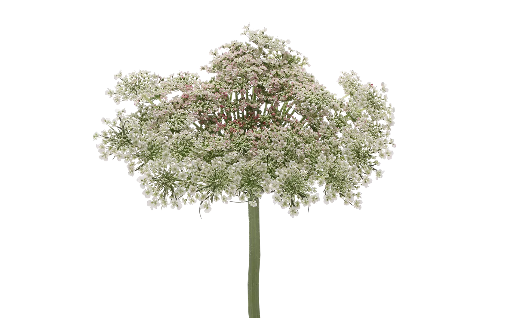 Queen Anne's Lace 'Dara