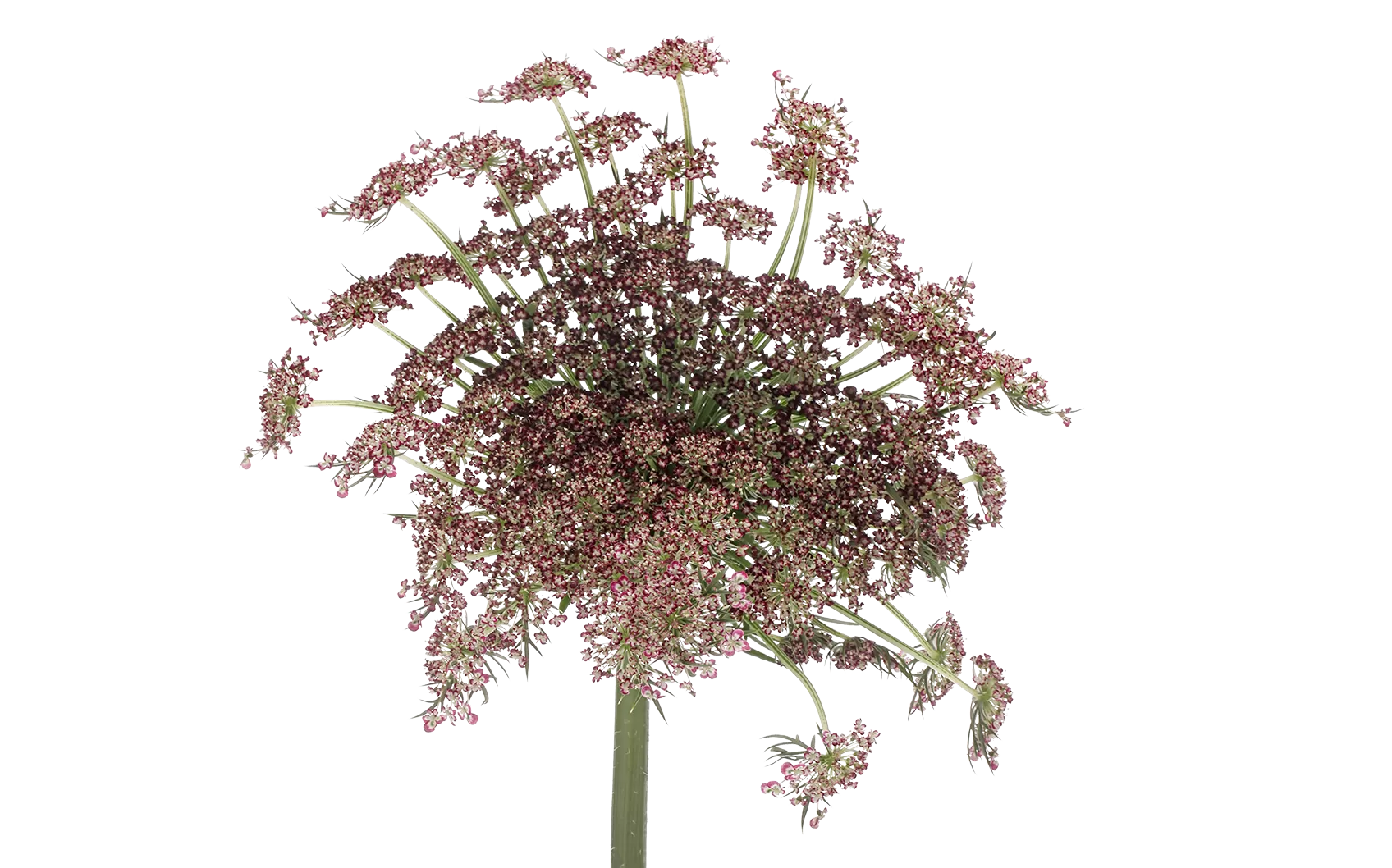 Daucus Carota Dara