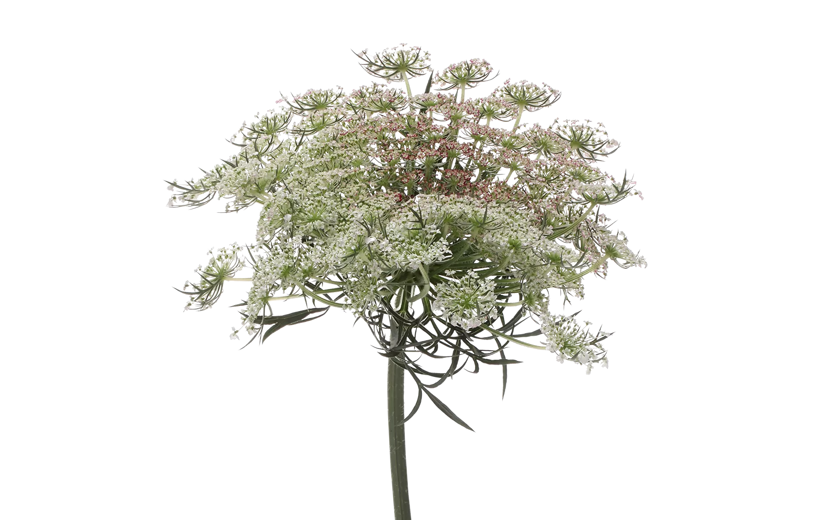 Daucus Carota Dara