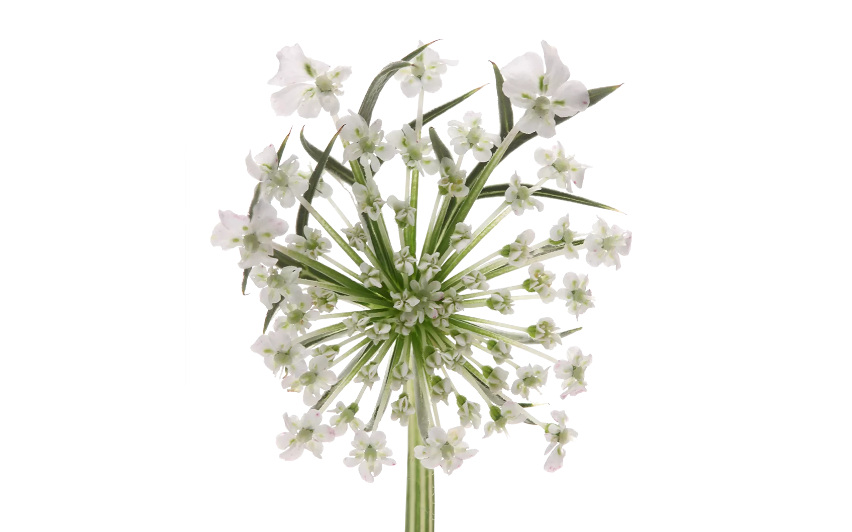 Daucus Carota Dara