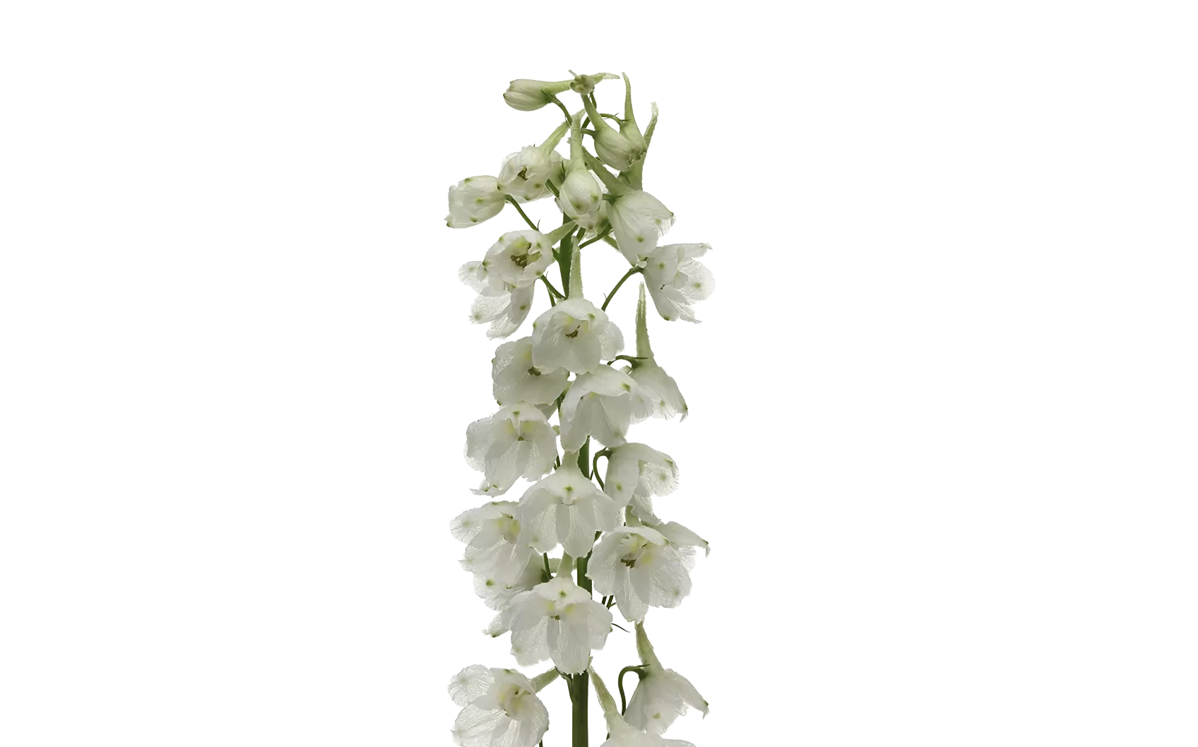 Delphinium Andes White