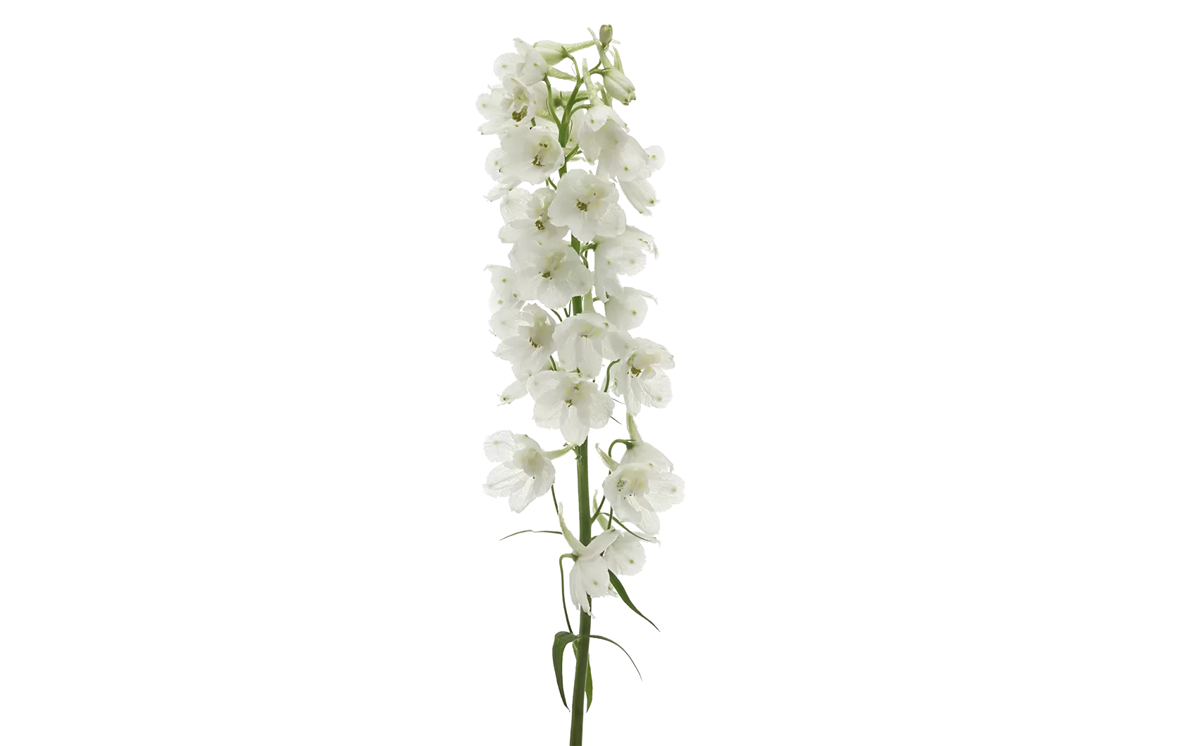 Delphinium Andes White