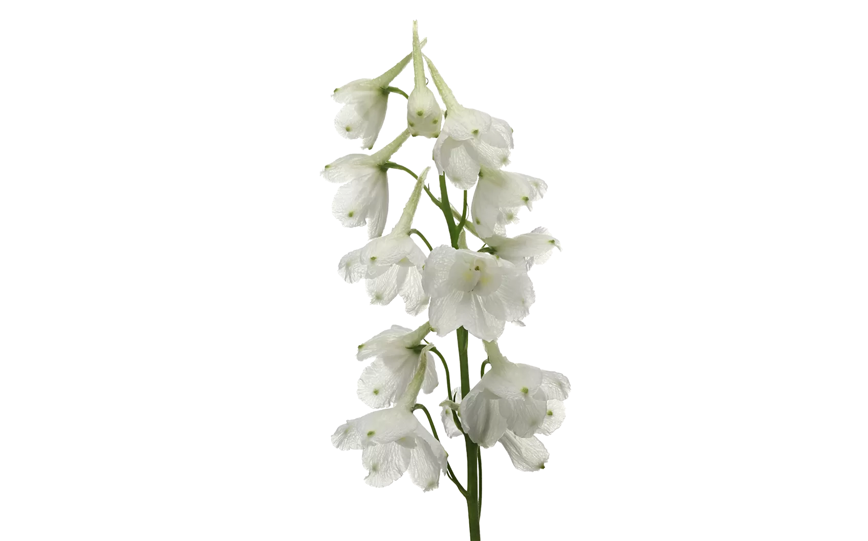 Delphinium Andes White