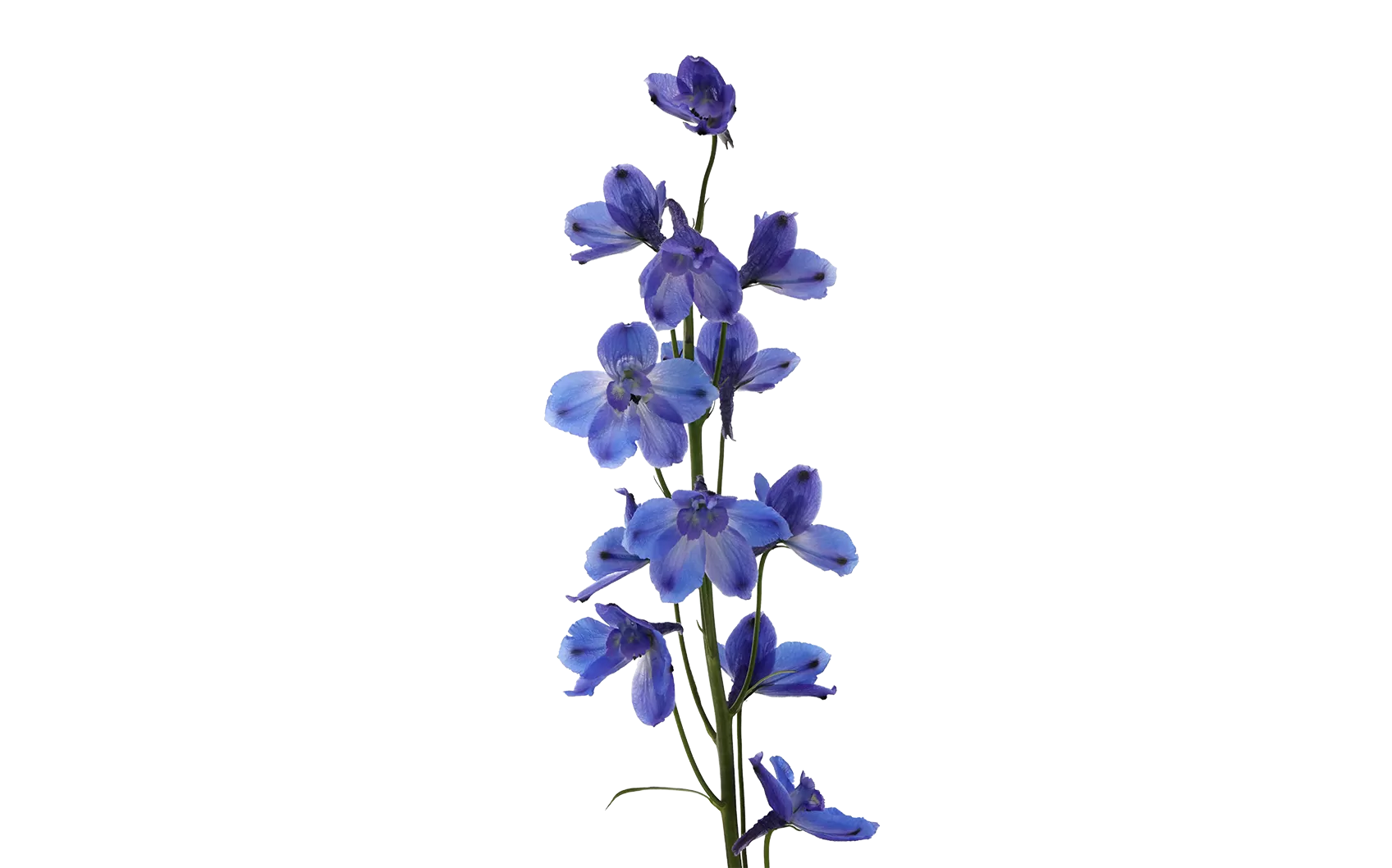 Delphinium Bella Andes Azure