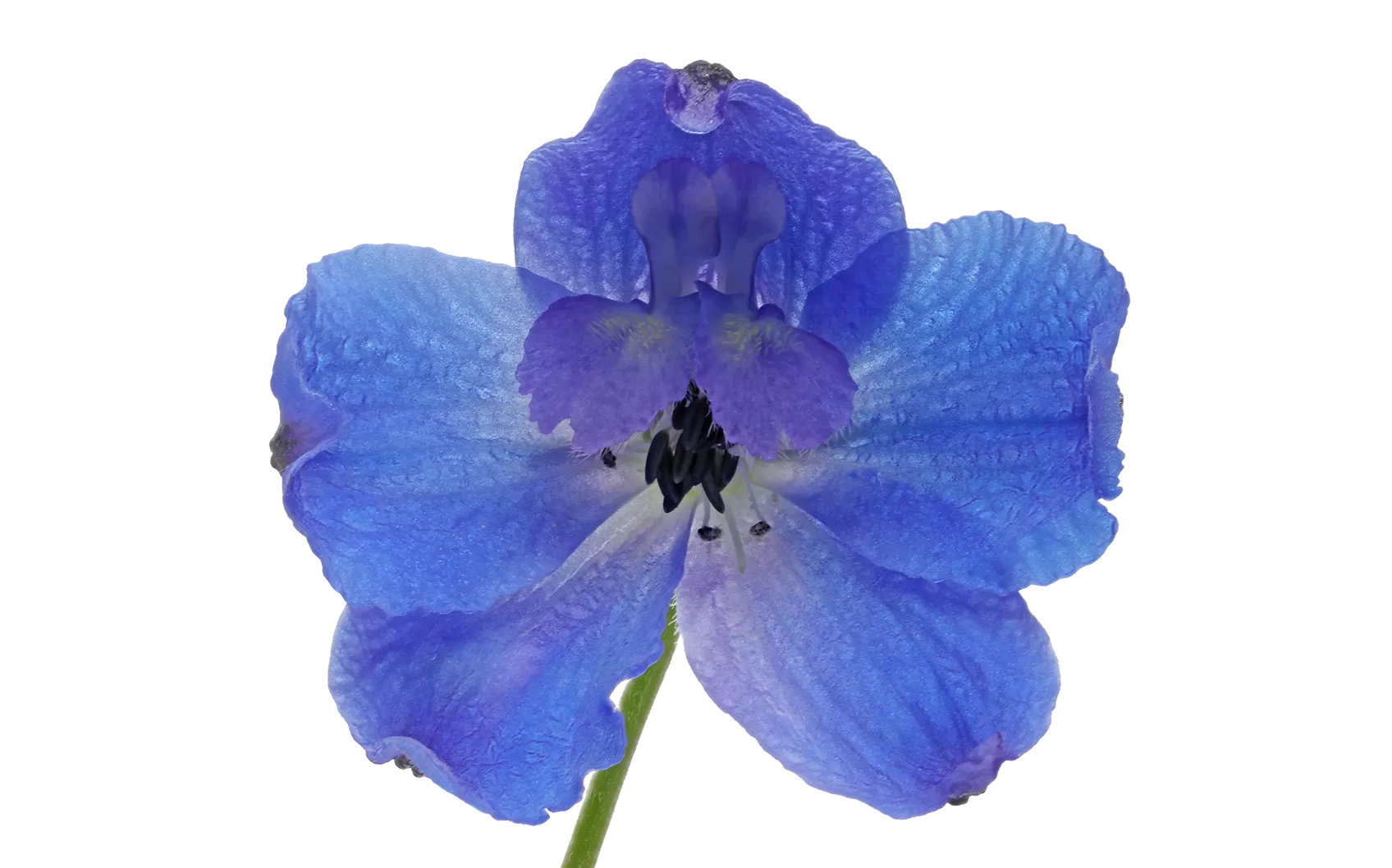 Delphinium Bella Andes Azure
