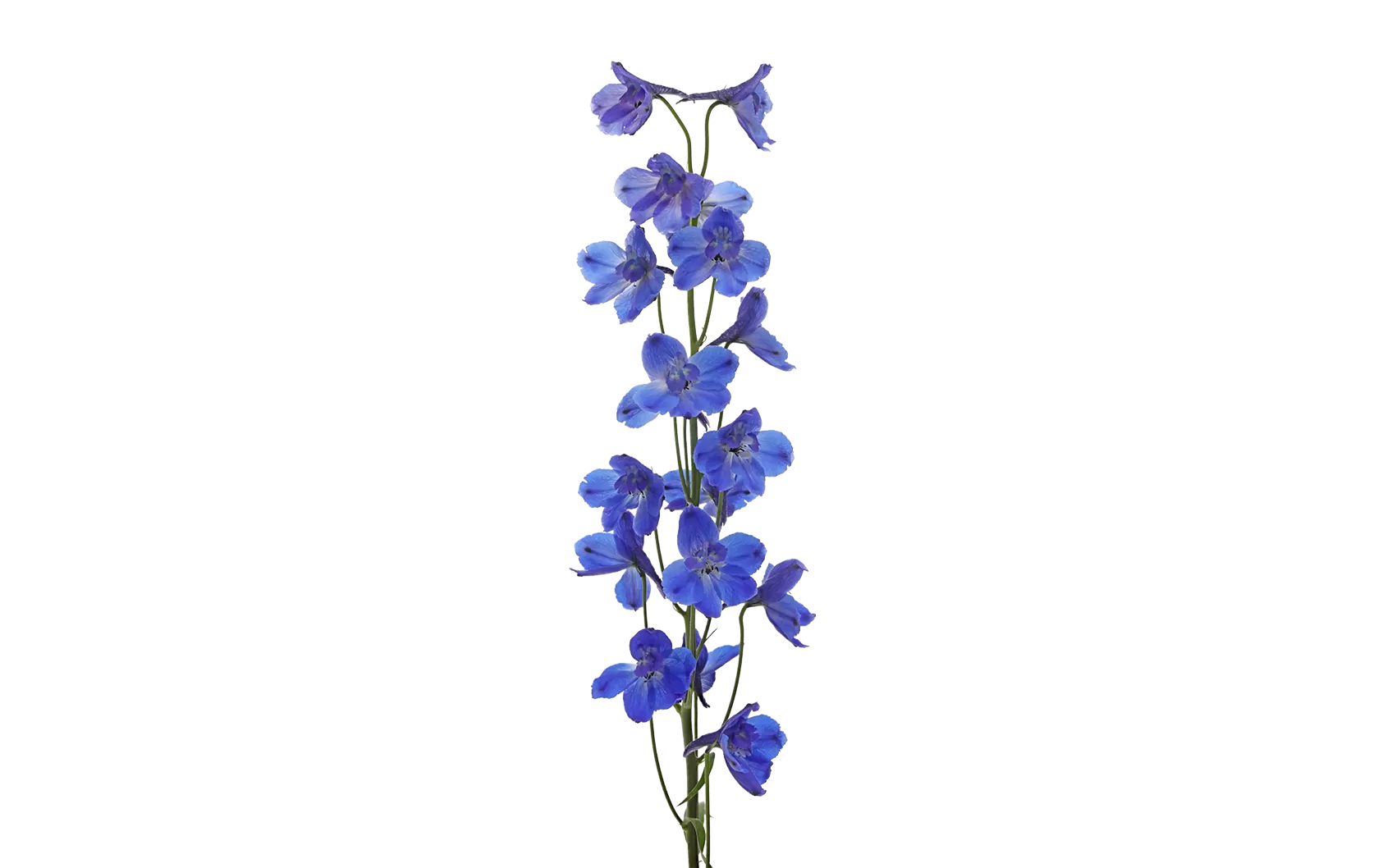 Delphinium Bella Andes Azure
