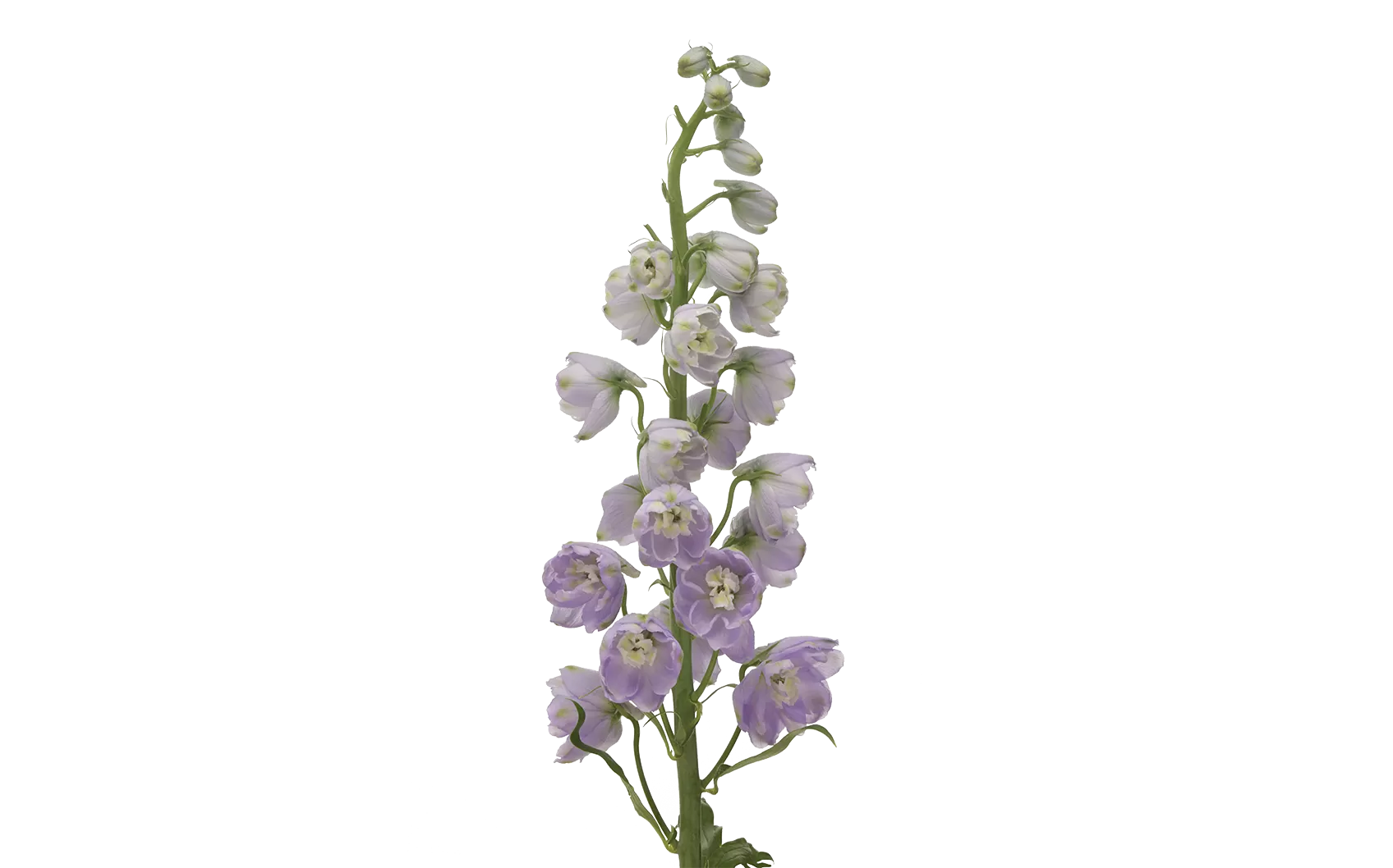 Delphinium Triton Lavender