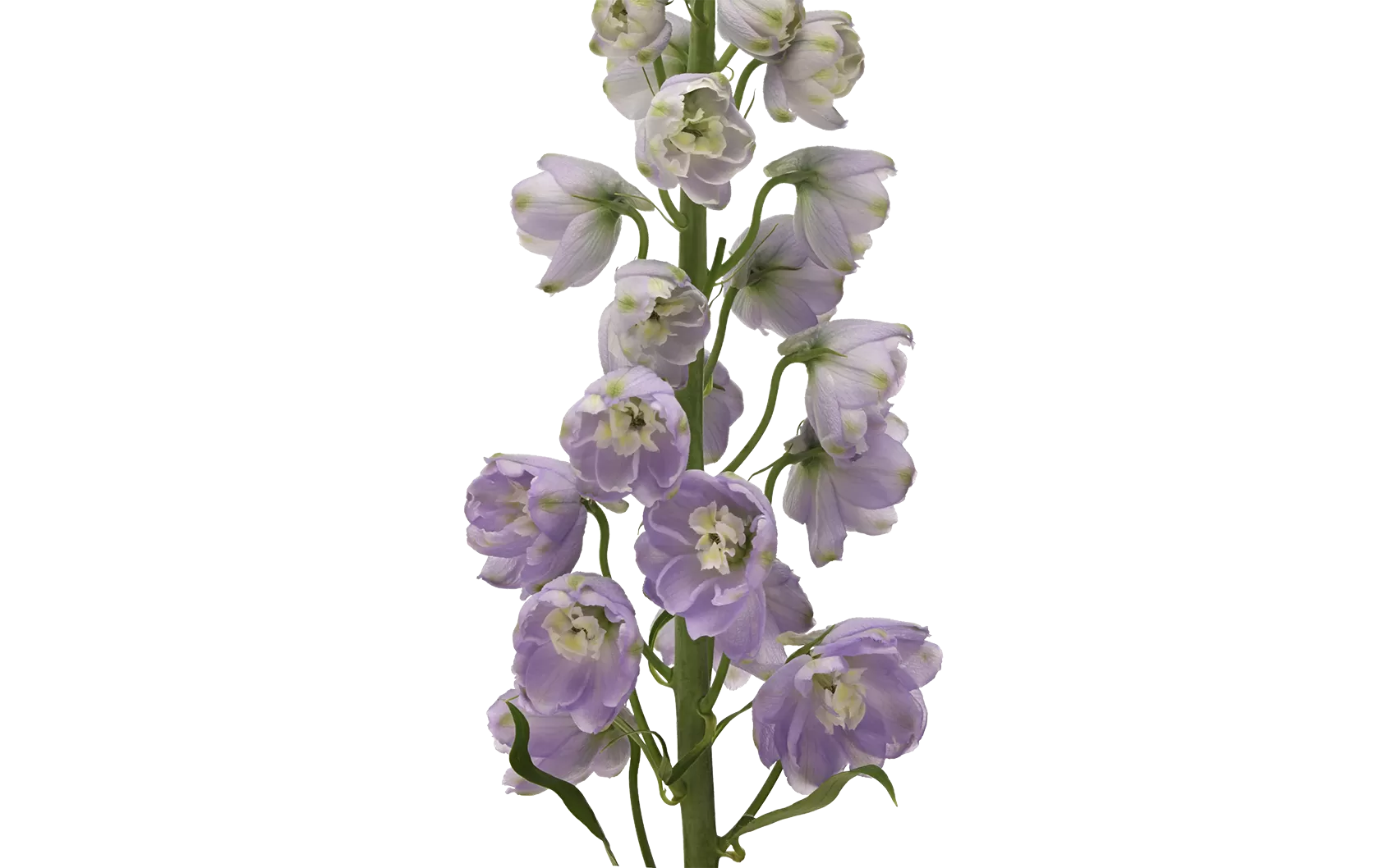 Delphinium Triton Lavender