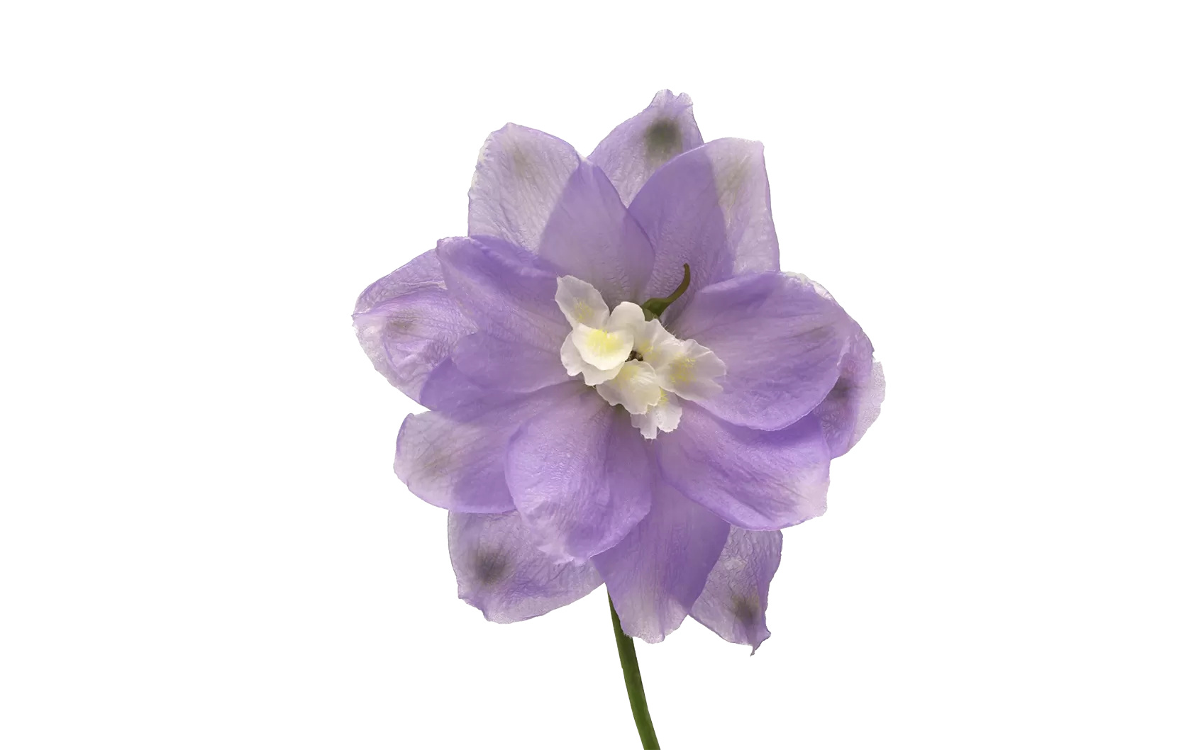 Rittersporn Triton Lavender