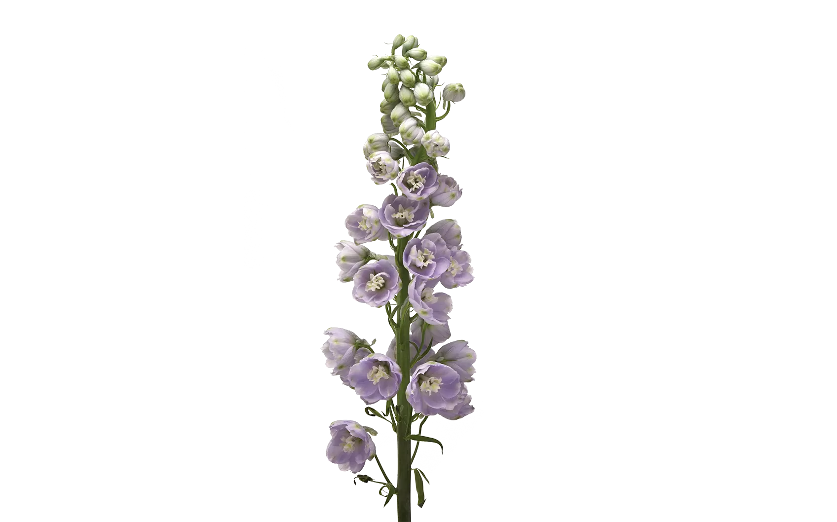 Delphinium Triton Lavender