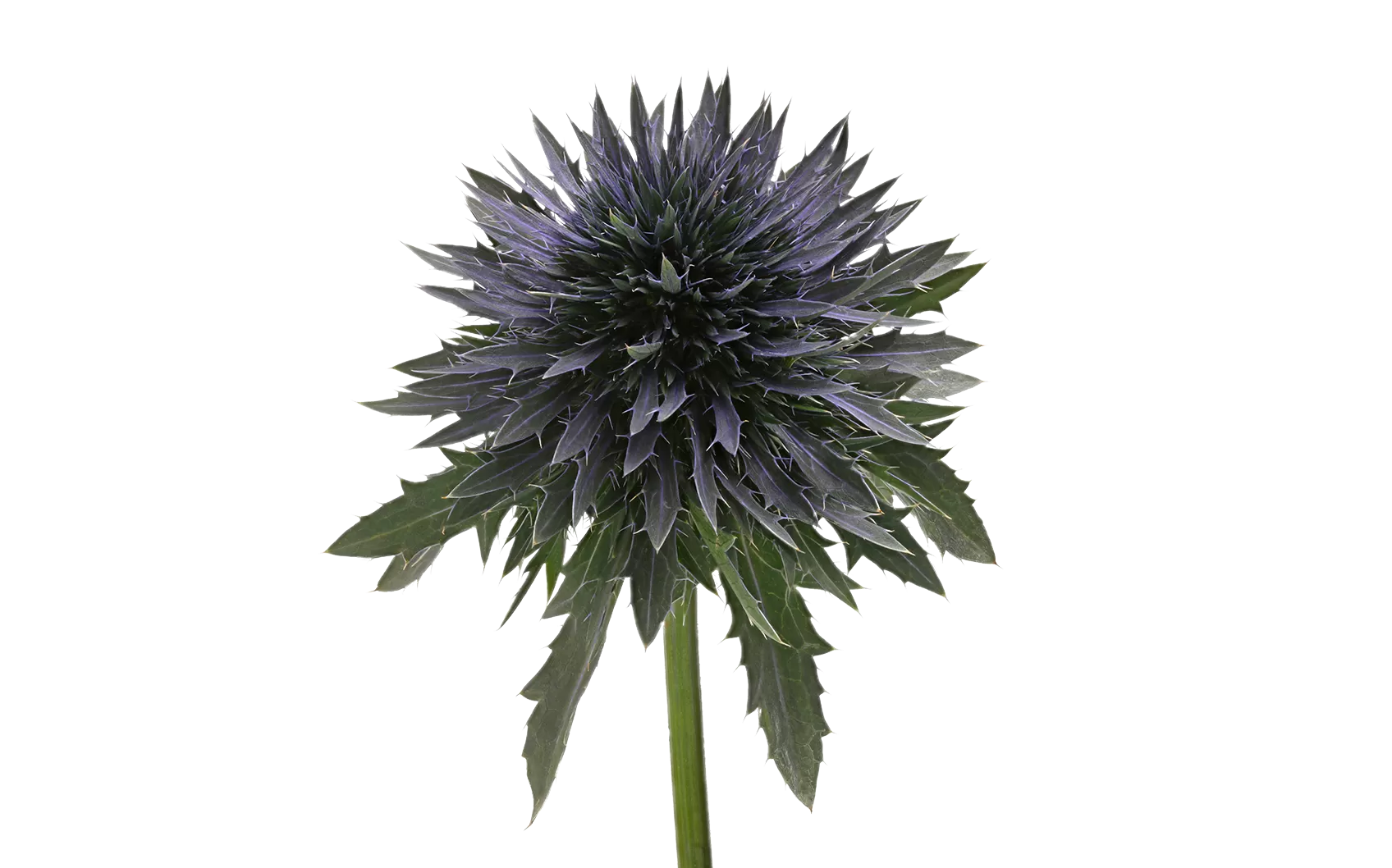 Eryngium Scorpius Questar®