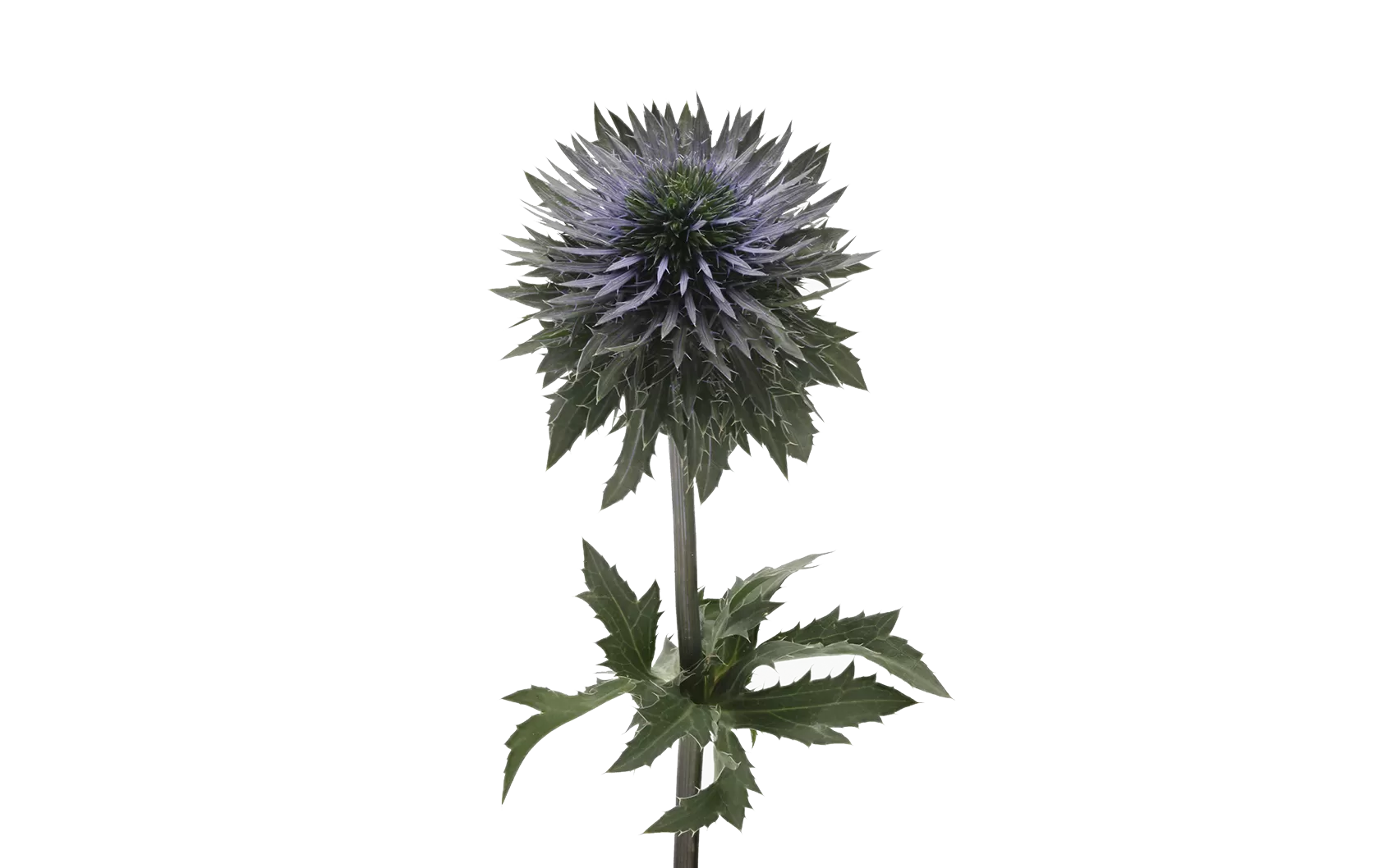 Eryngium Scorpius Questar®