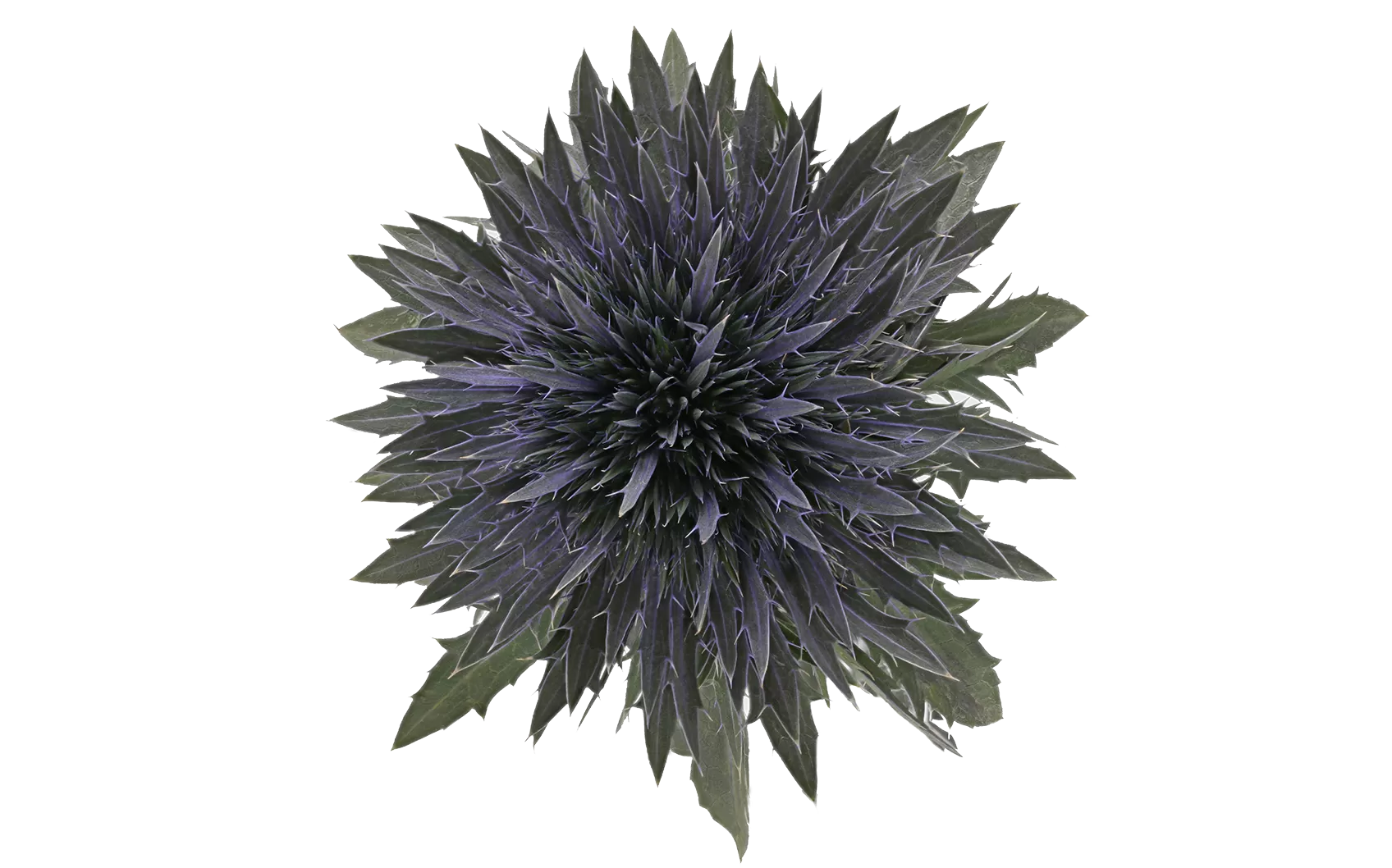 Eryngium Scorpius Questar®