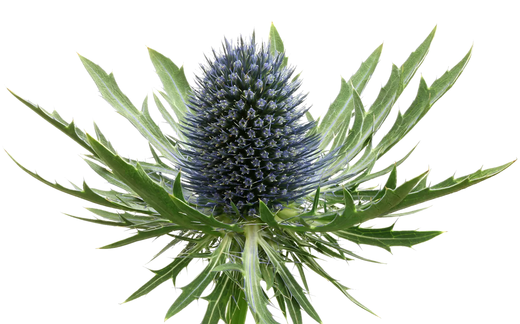 Eryngium Aquarius Questar®