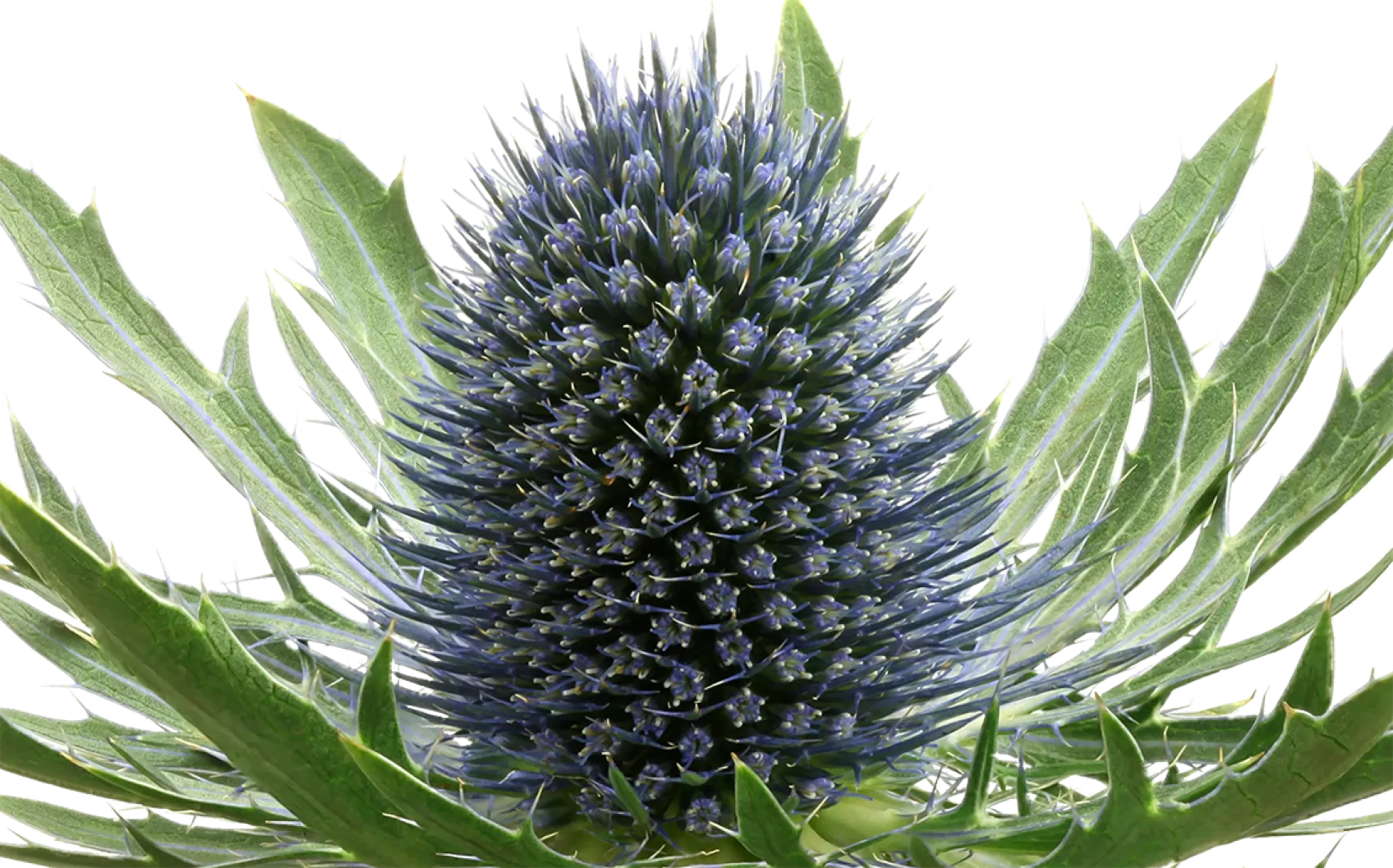 Eryngium Aquarius Questar®