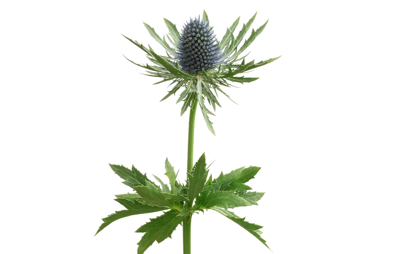 Eryngium Aquarius Questar®