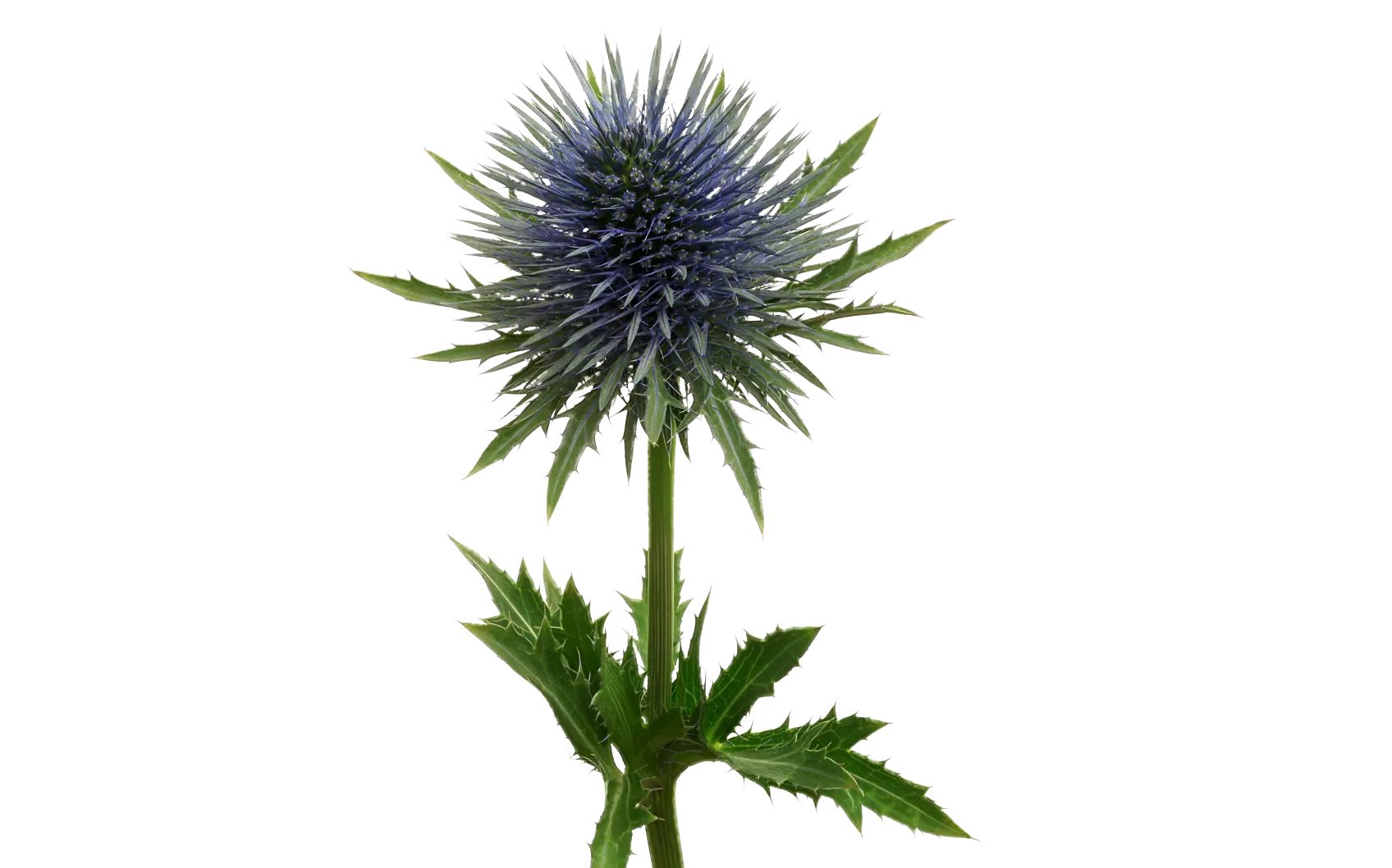 Eryngium Magnetar Questar®