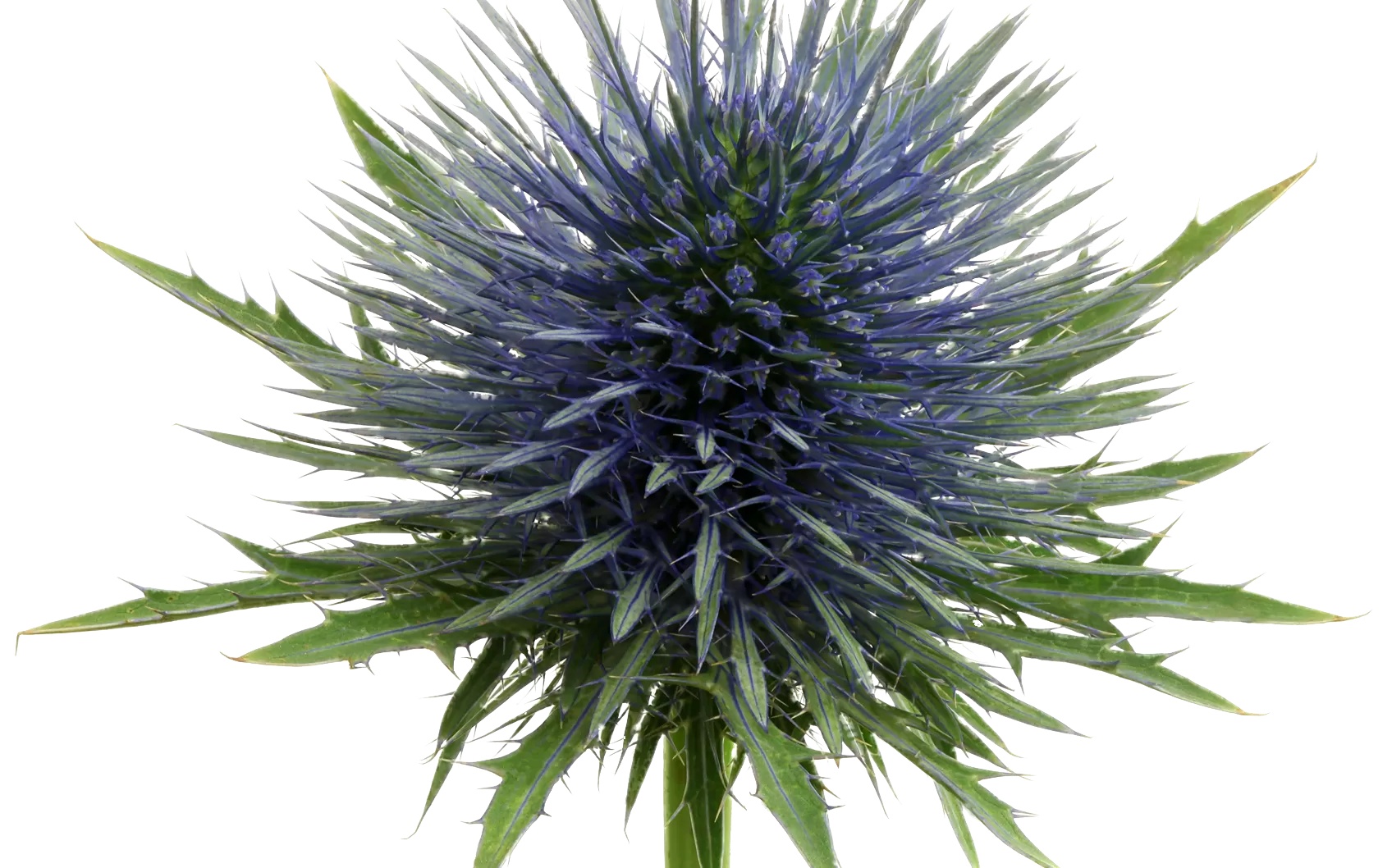 Eryngium Magnetar Questar®