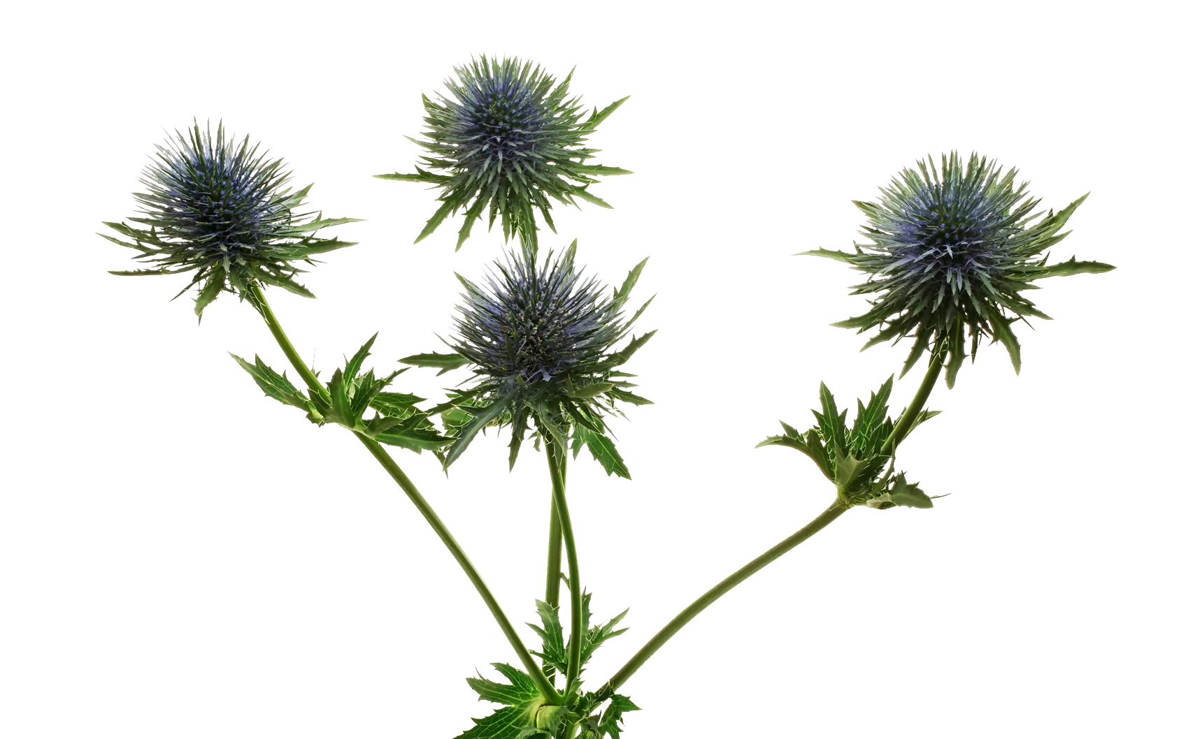 Eryngium Magnetar Questar®