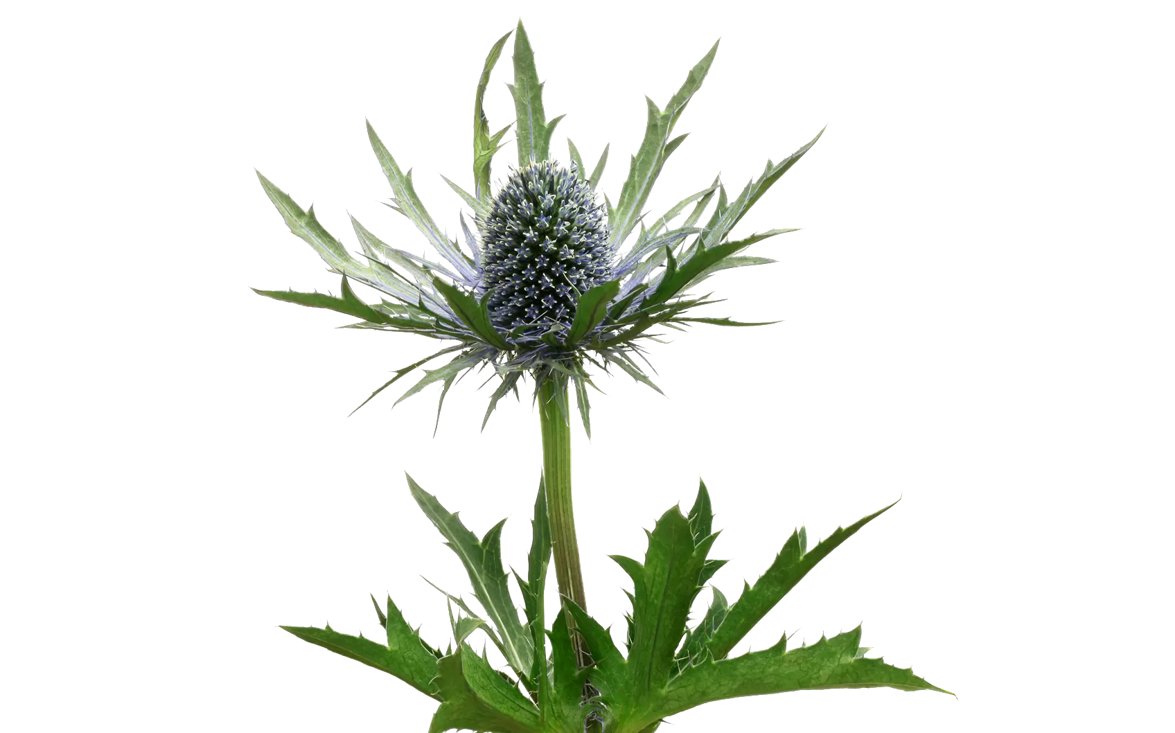 Eryngium Orion Questar®