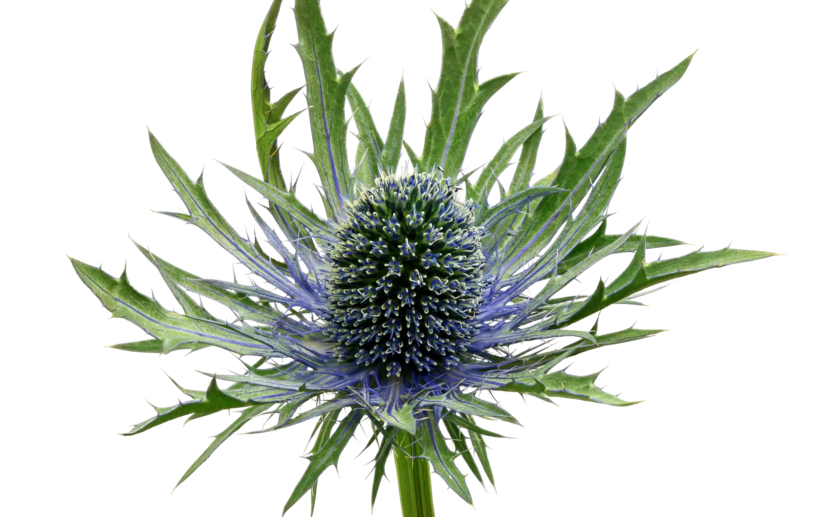 Eryngium Orion Questar®