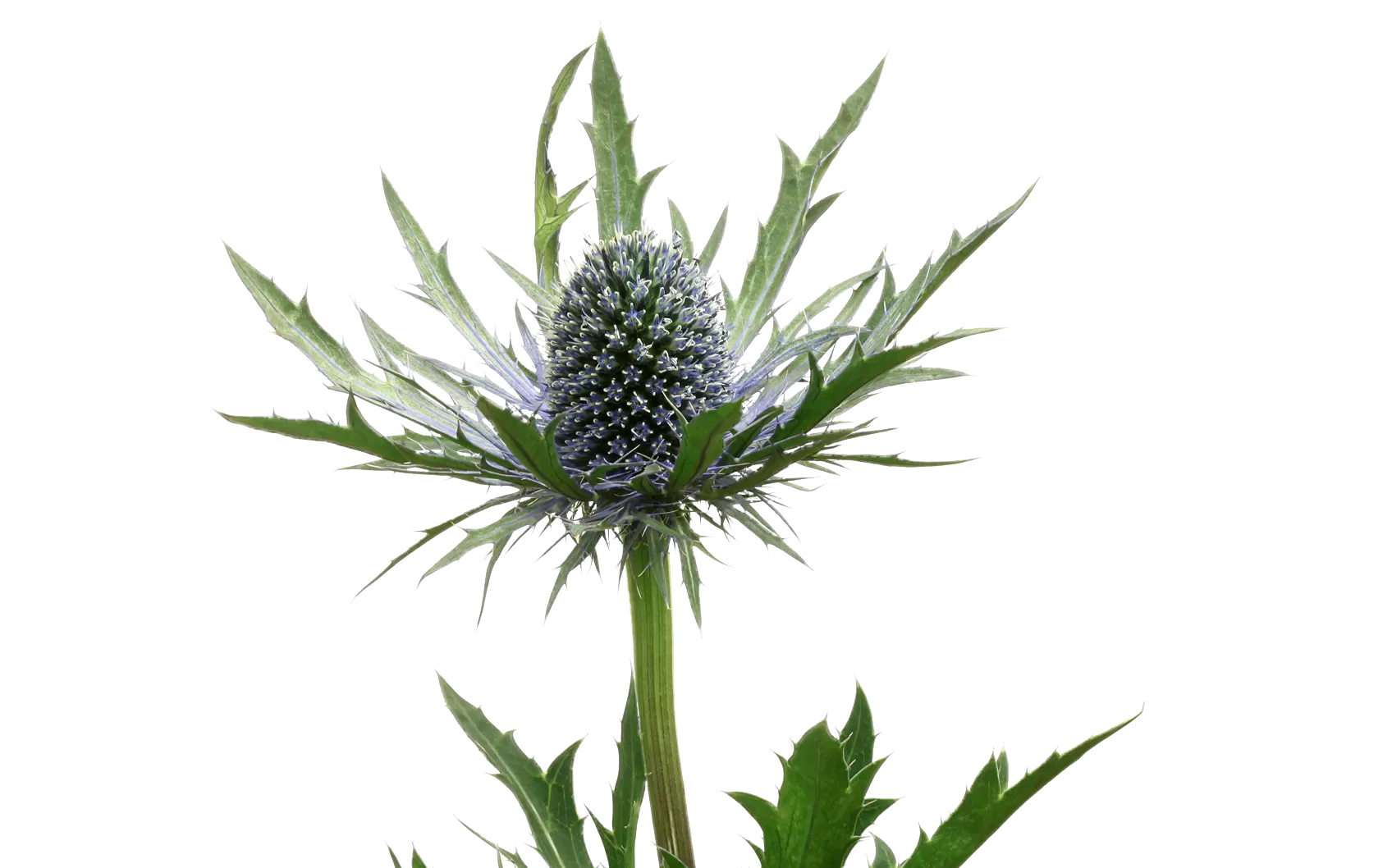 Eryngium Orion Questar®