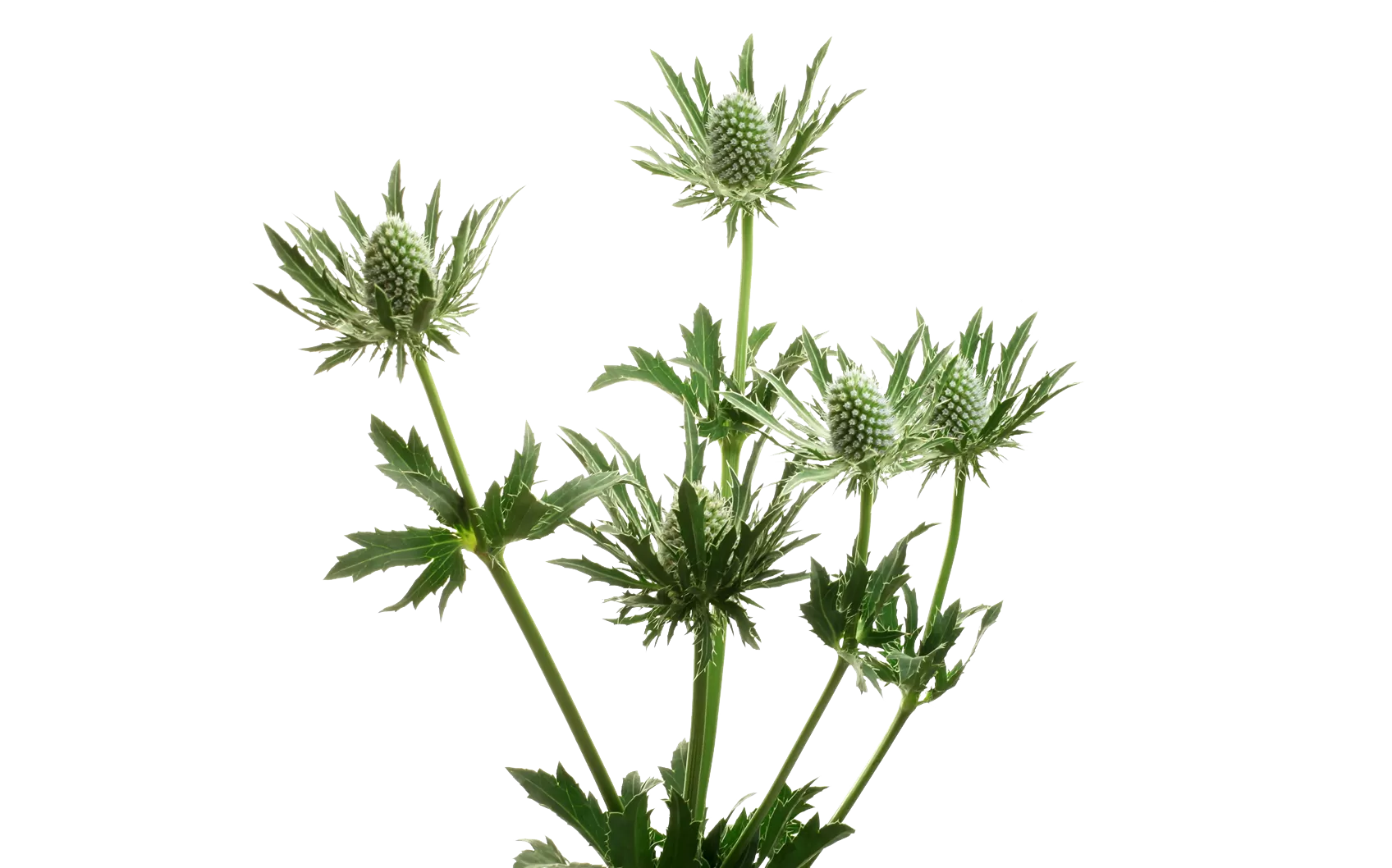 Eryngium Sirius Questar®