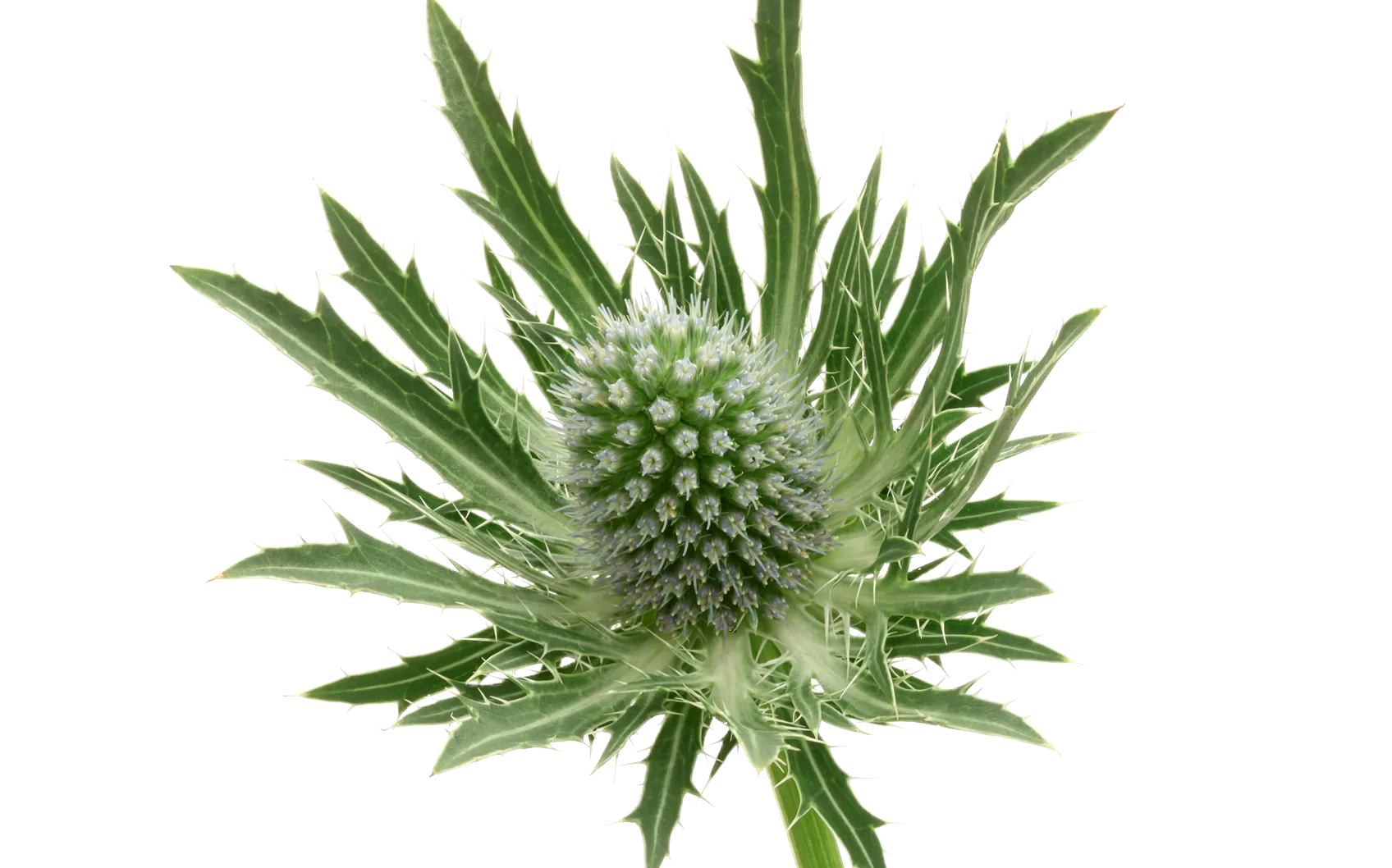 Eryngium Sirius Questar®