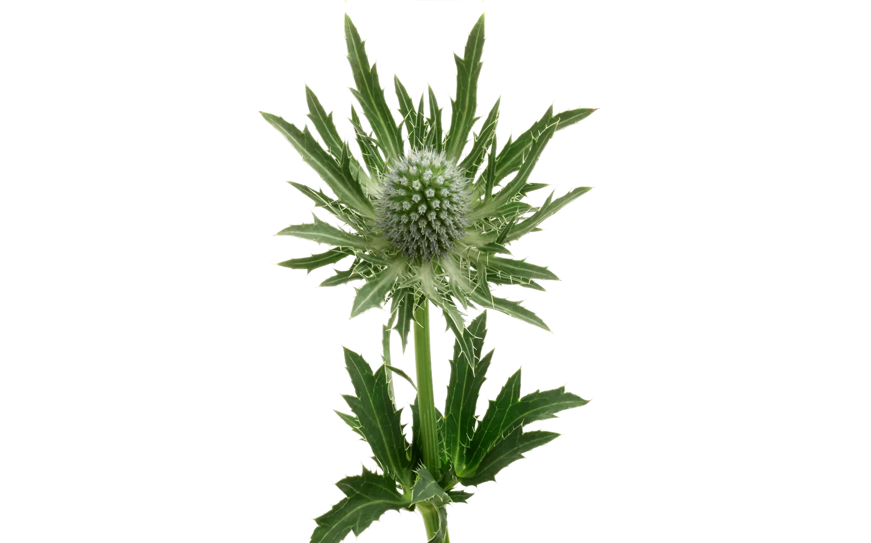 Eryngium Sirius Questar®