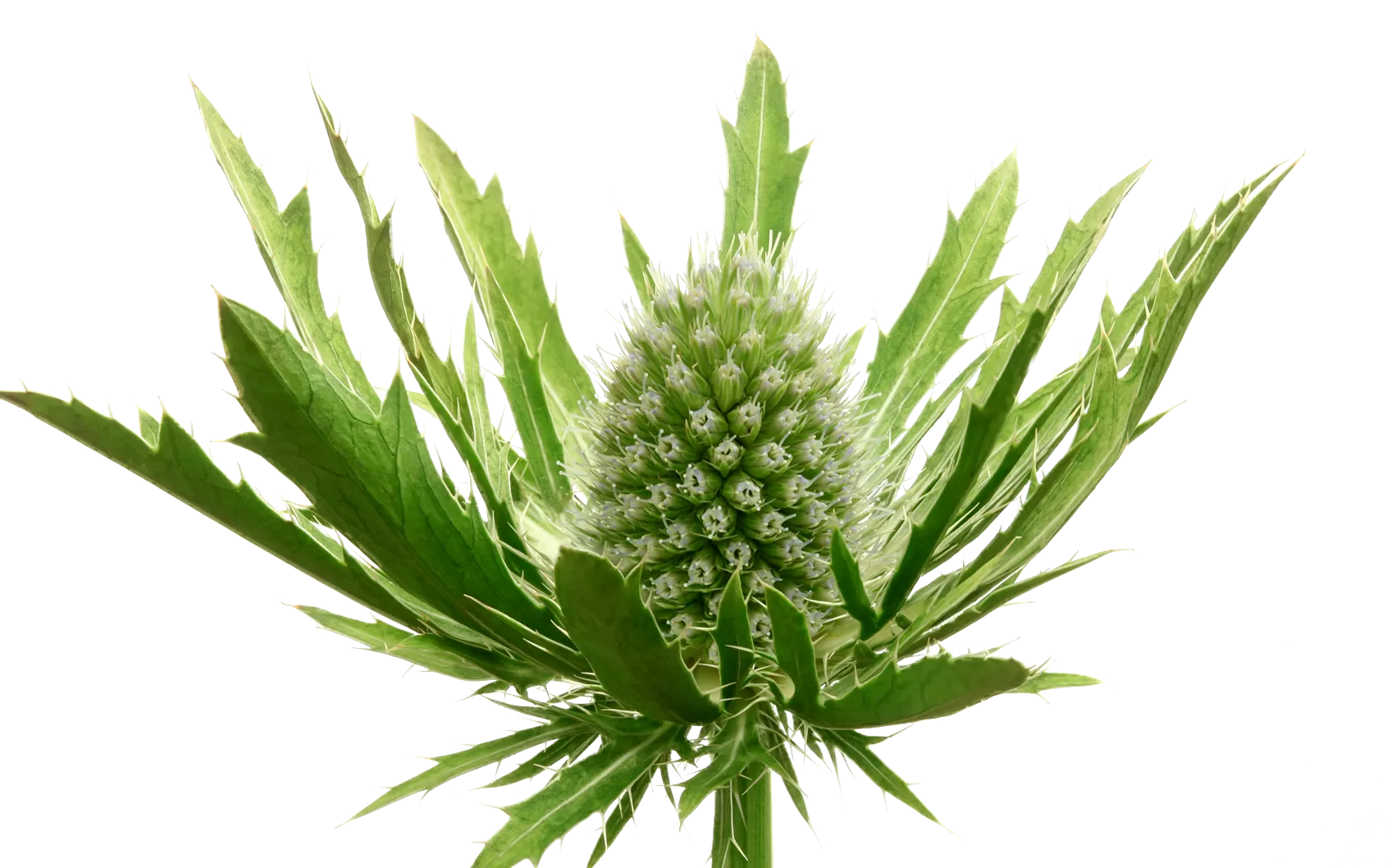 Eryngium Sirius Questar®