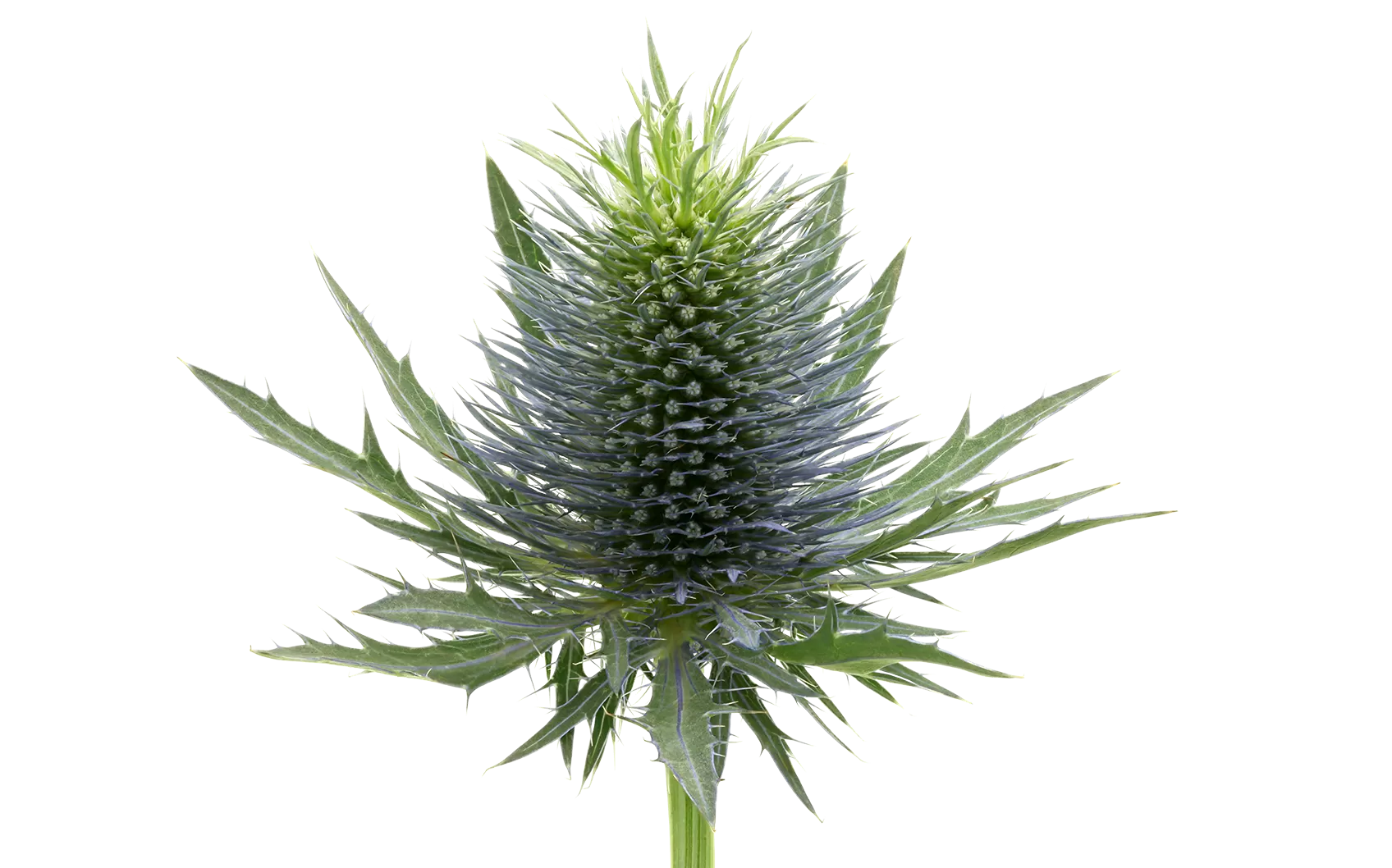 Eryngium Supernova Questar®