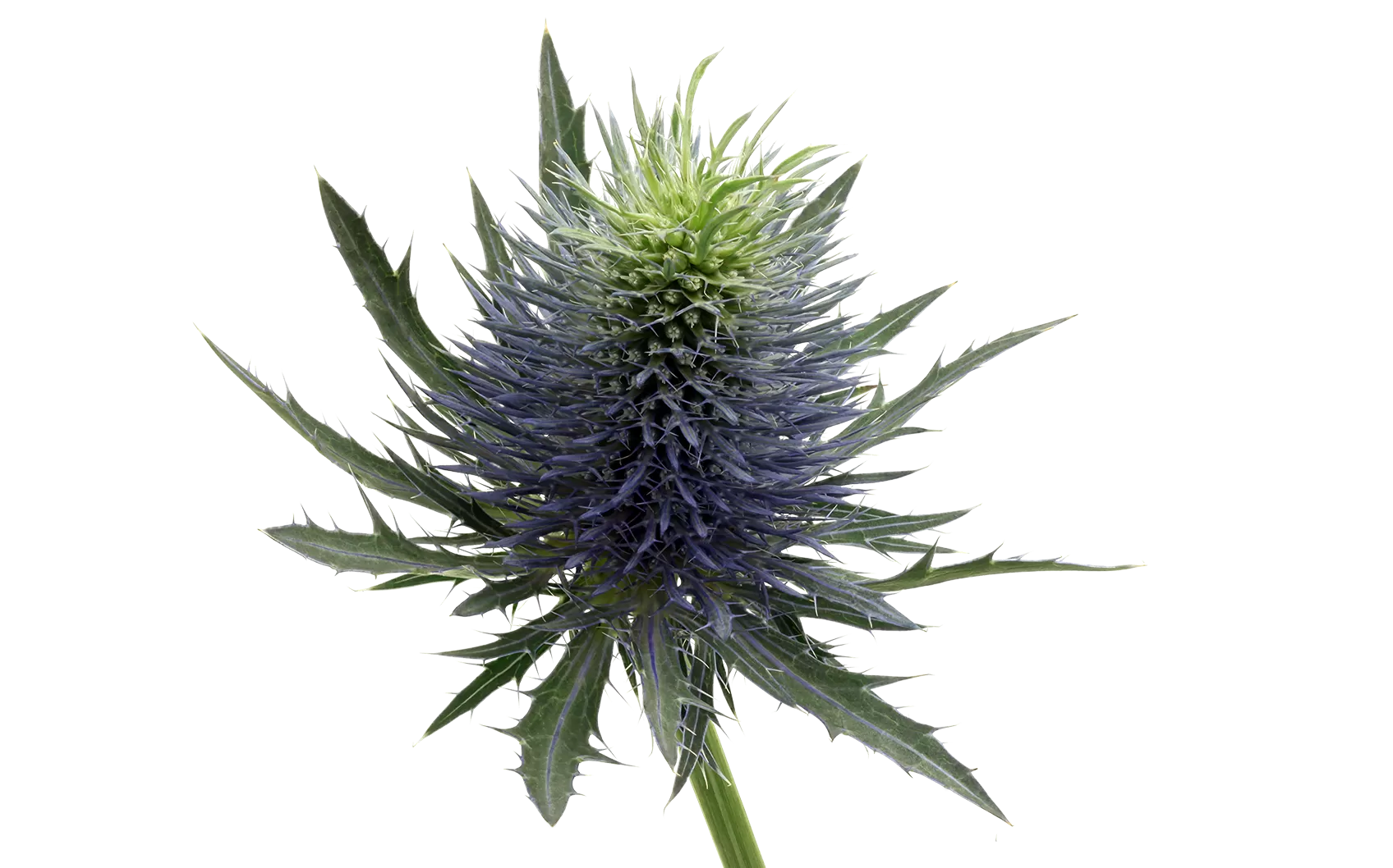 Eryngium Supernova Questar®